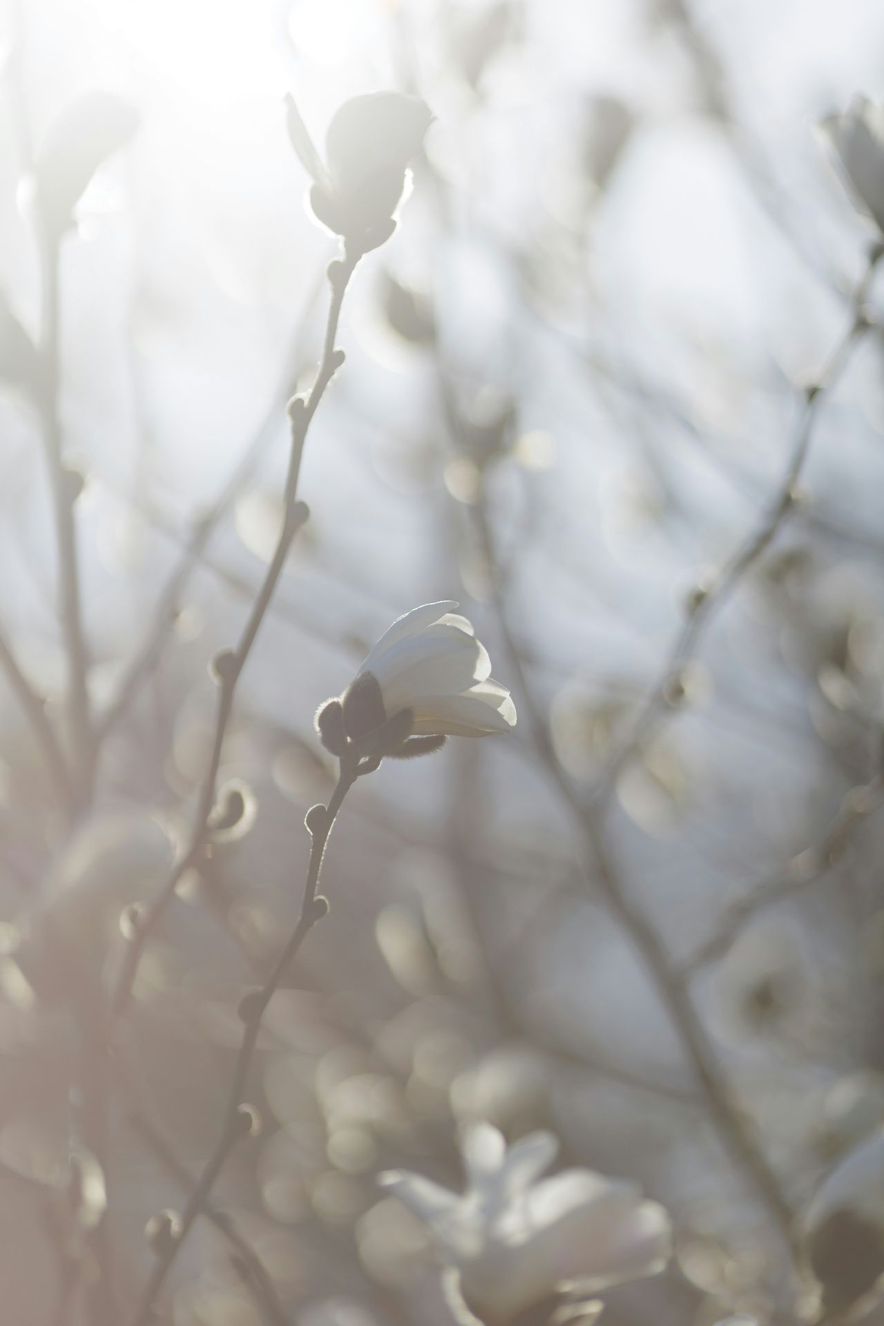 Photo of blooming flowers symbolizing the newness and growth that people can experience through counseling as they undergo life transitions.