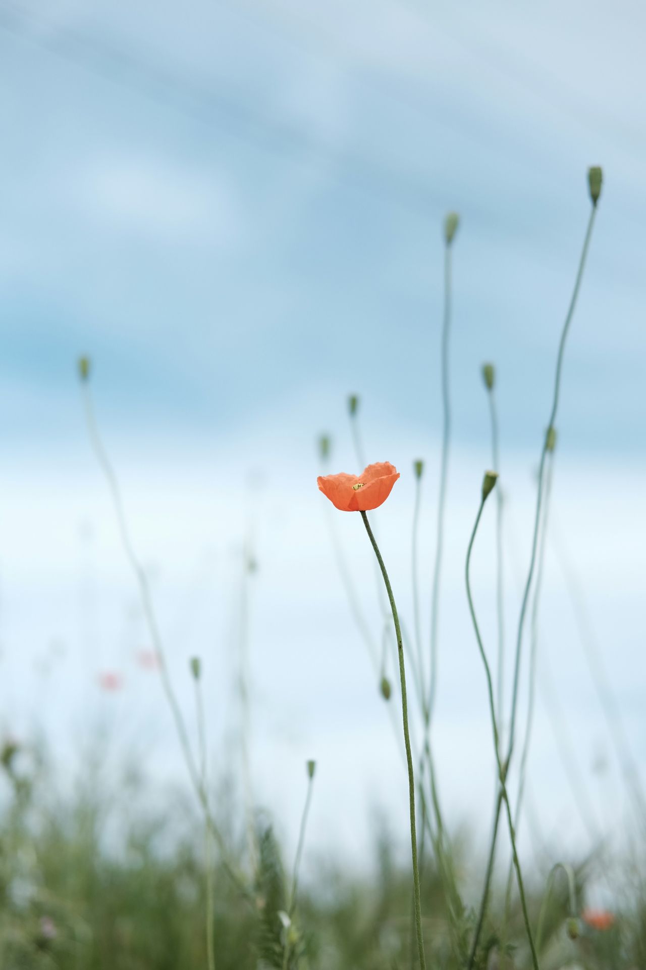 THE MENTAL HEALTH IMPACT OF CHRONIC ILLNESS