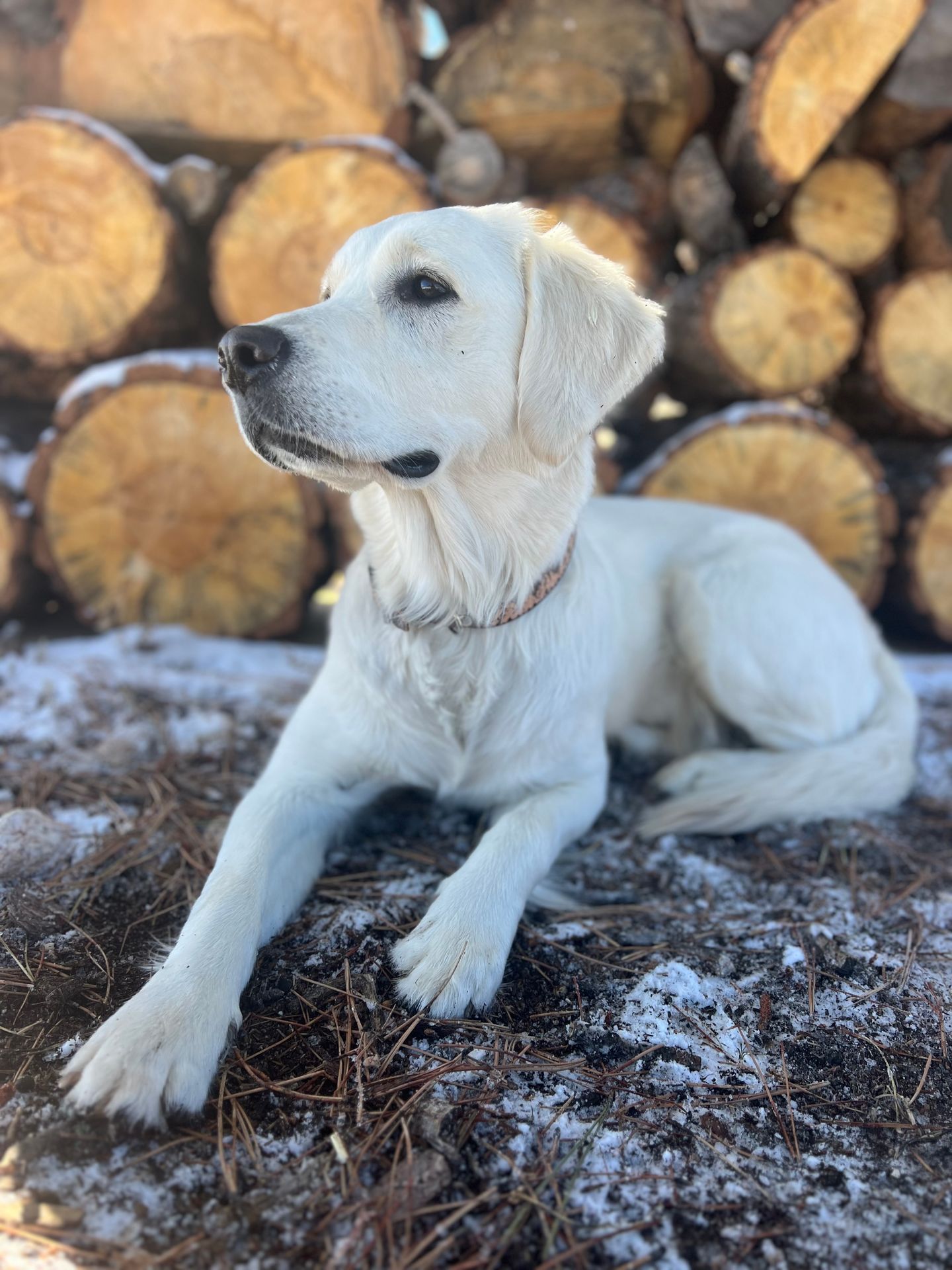 Summit, Emotional Support Animal