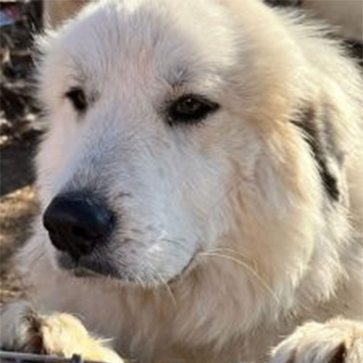 Stormy, Dusky, and Camo