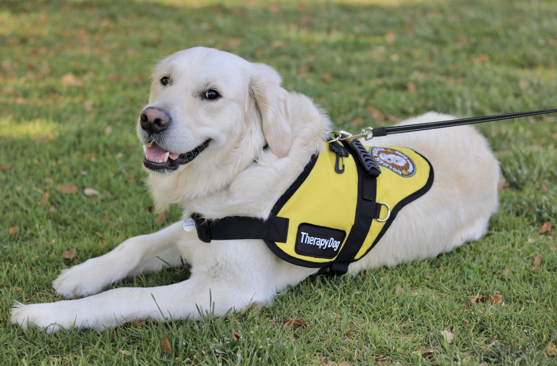 Spiro the Therapy Dog