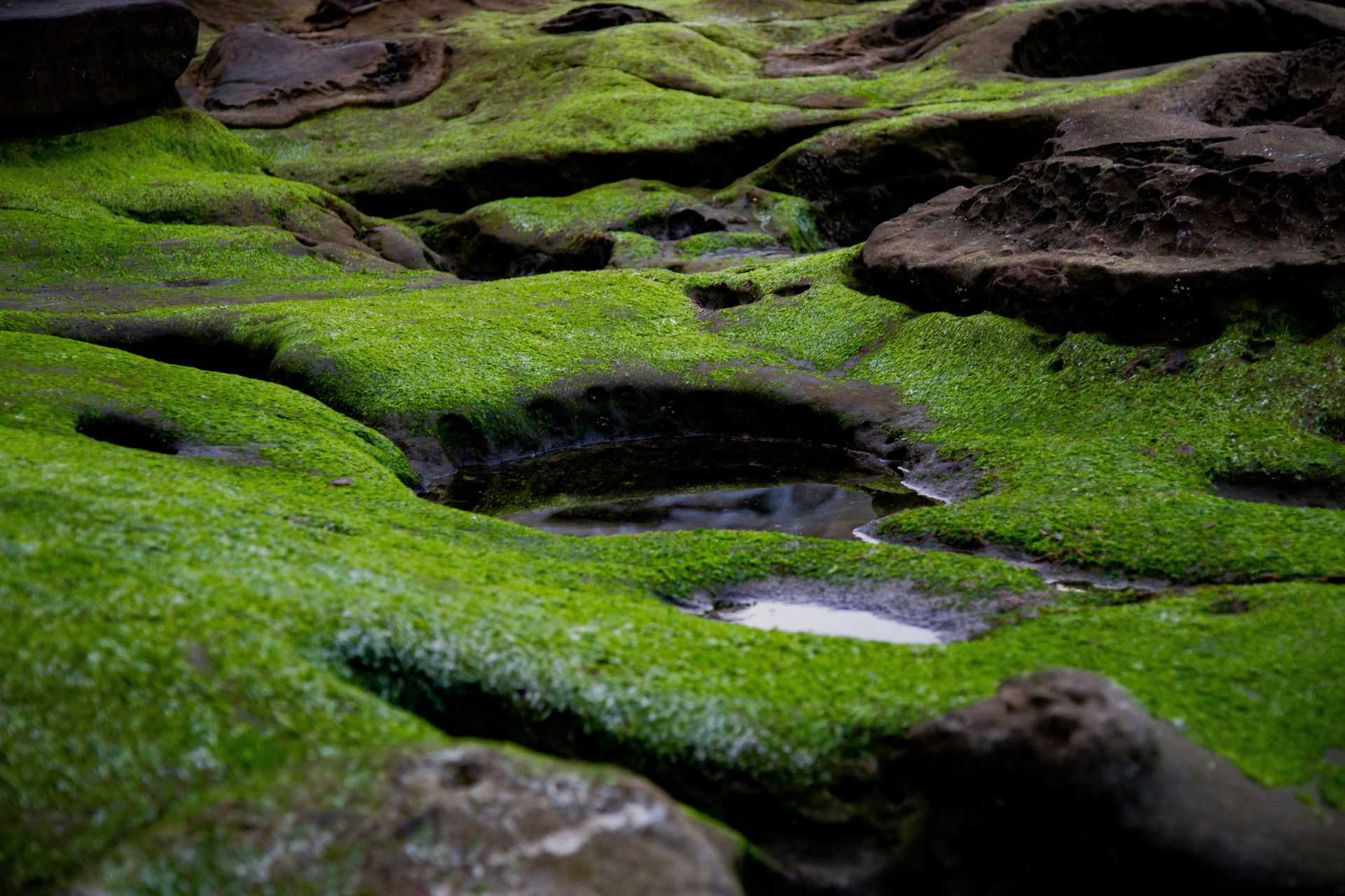 Moss covered rocks; Stellar Insight Counseling Individual and Group Psychotherapy Rates and Insurance Information