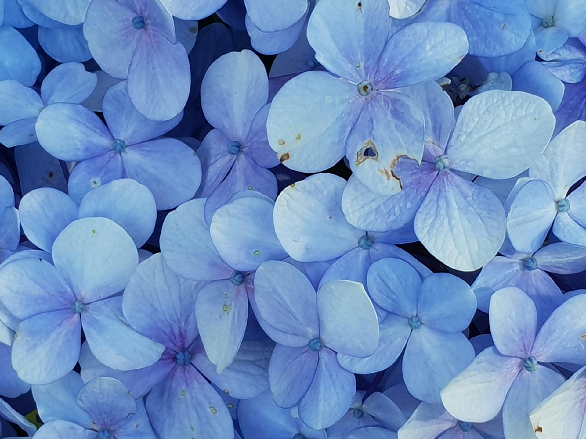 close up on blue hydrangea flowers. habits to improve mental health (at any age) Stellar Insight Counseling, Alaska
