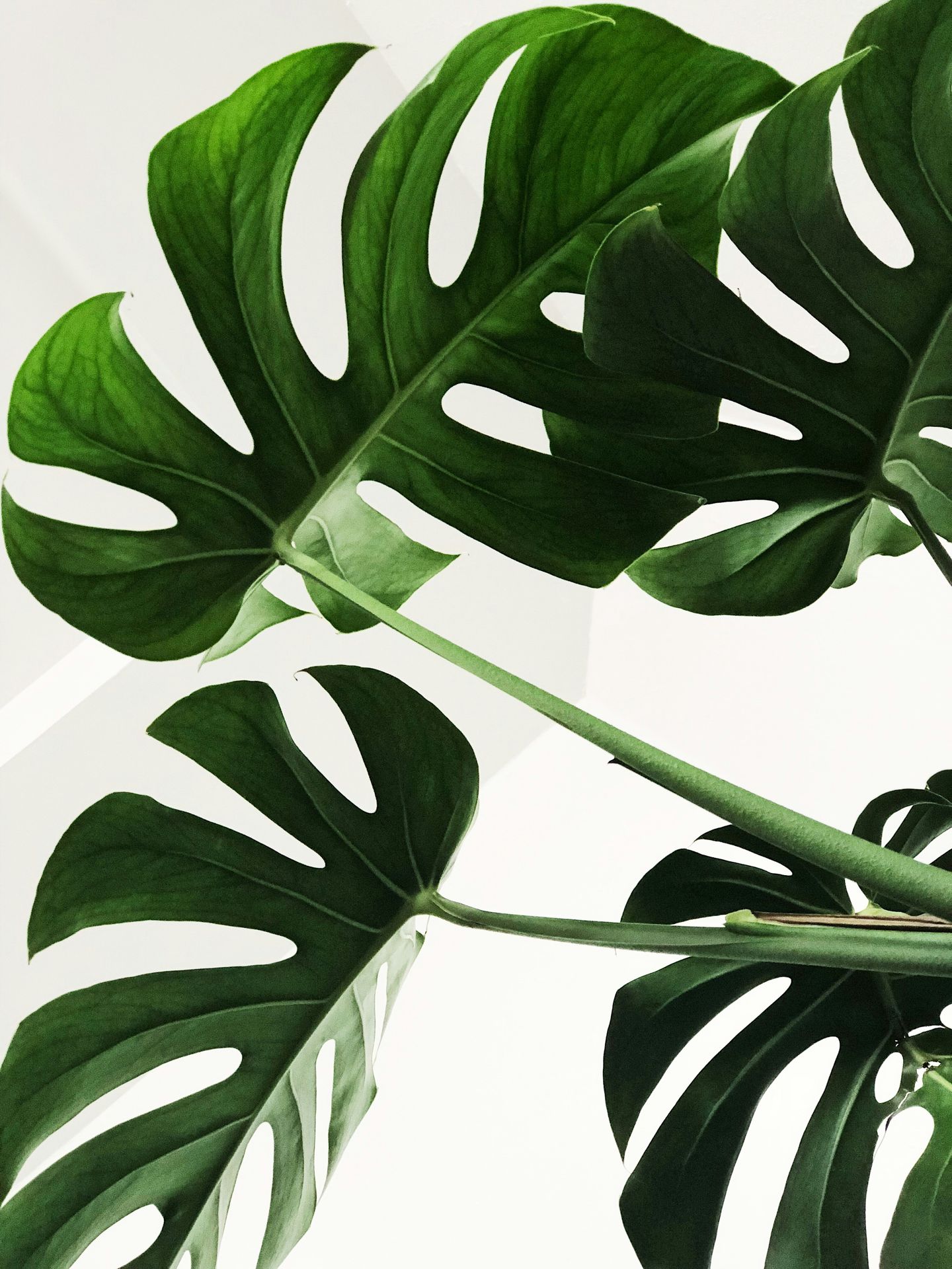 vibrant monstera plant leaves. Online therapy services Alaska therapist for anxiety depression life transitions grief.