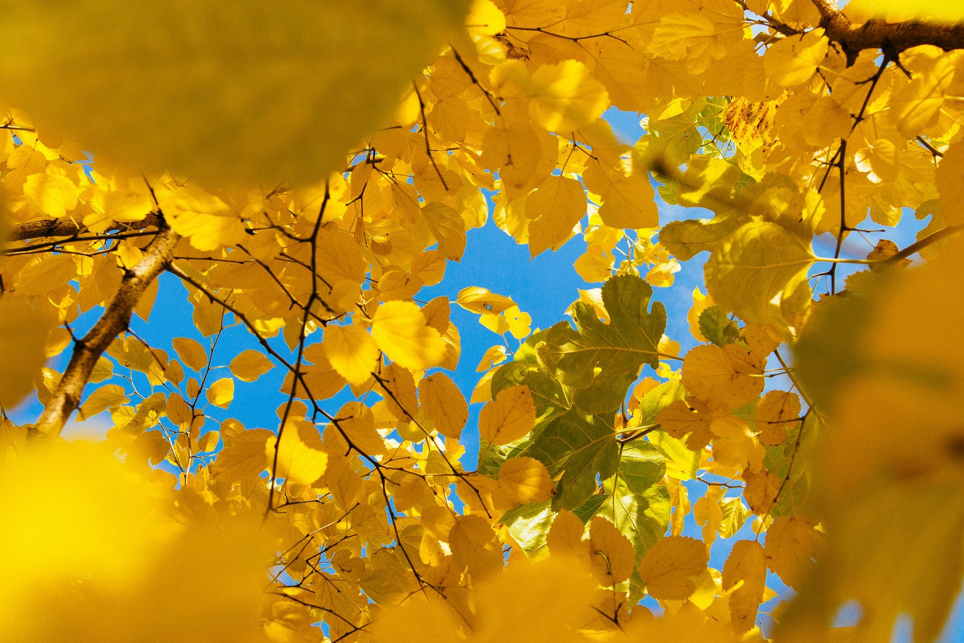 yellow fall tree leaves under a blue sky How to Find a therapist Alaska counseling services online Stellar Insight Counseling