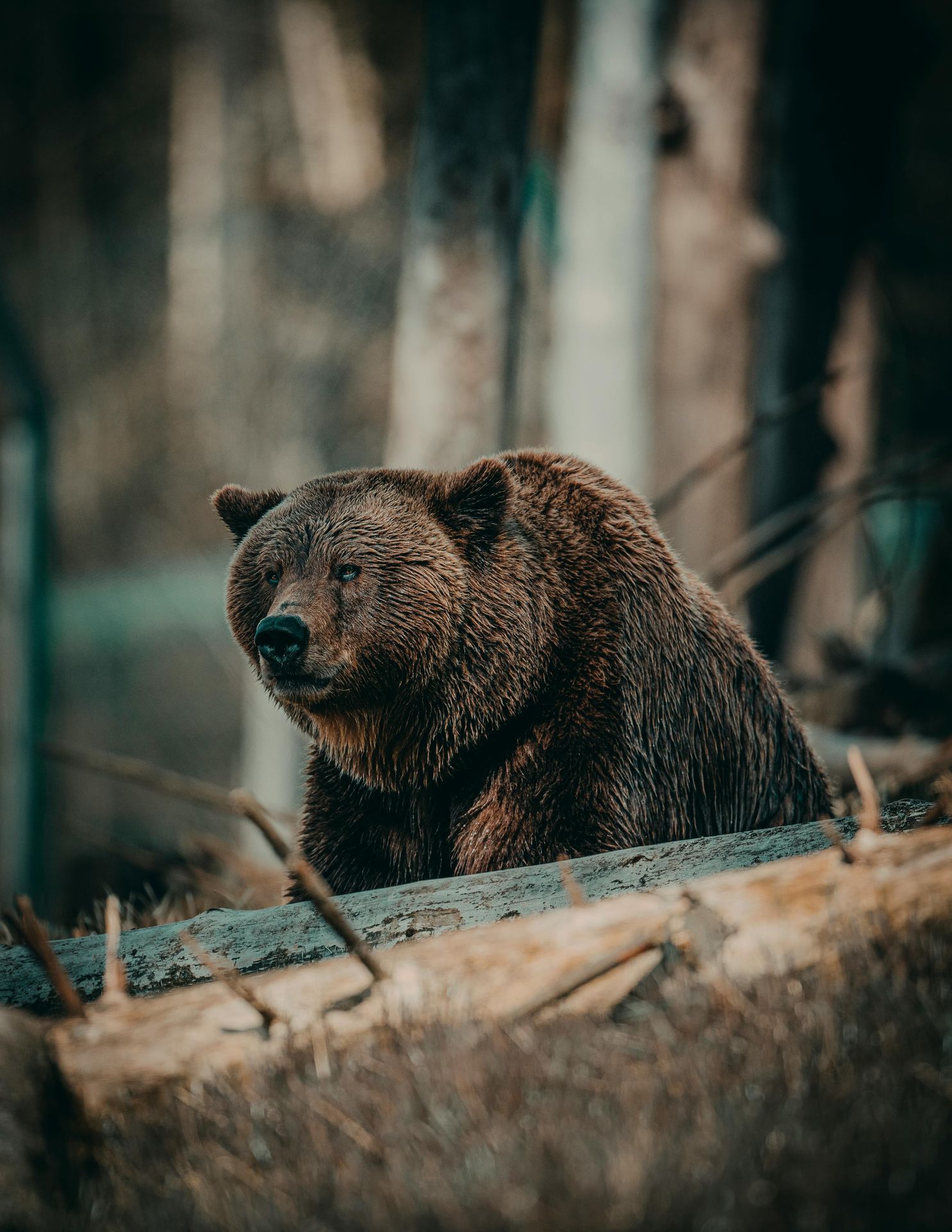 brown bear behind a tree looking grumpy; anxiety is common and psychotherapy can help