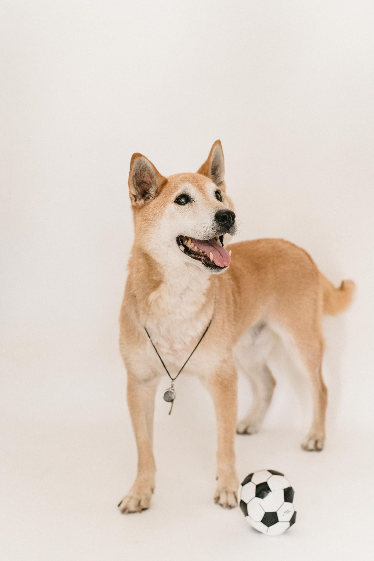 dog wearing a whistle around its neck. coping skills for anxiety; how to manage anxiety; anxiety therapist Anchorage, AK