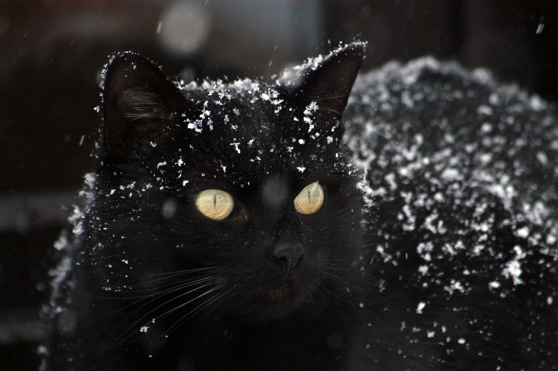 Black cat covered in light snowflakes. coping skills for anxiety