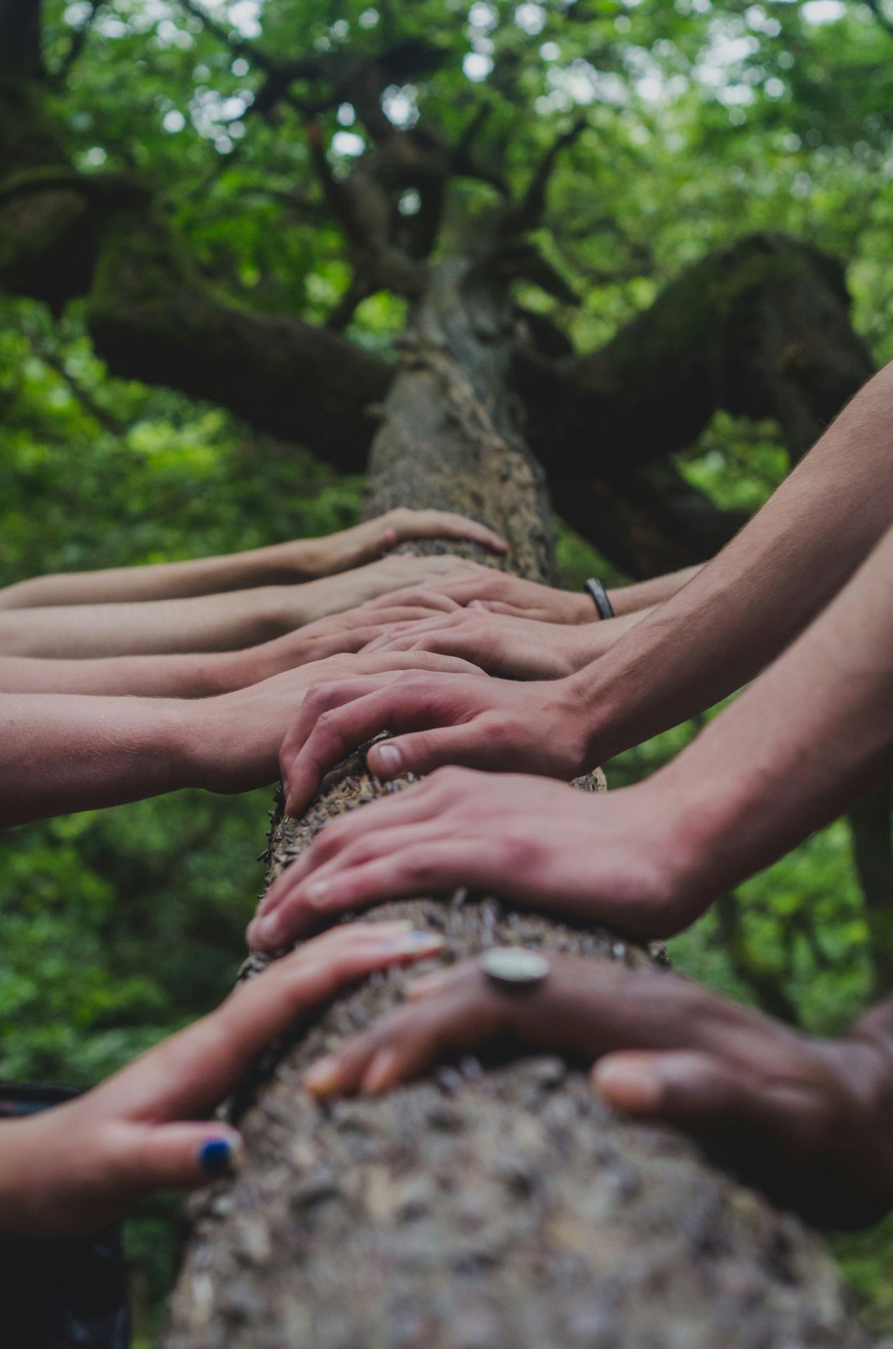 Multiracial arms resting their hands on a lush tree. Online therapist alaska