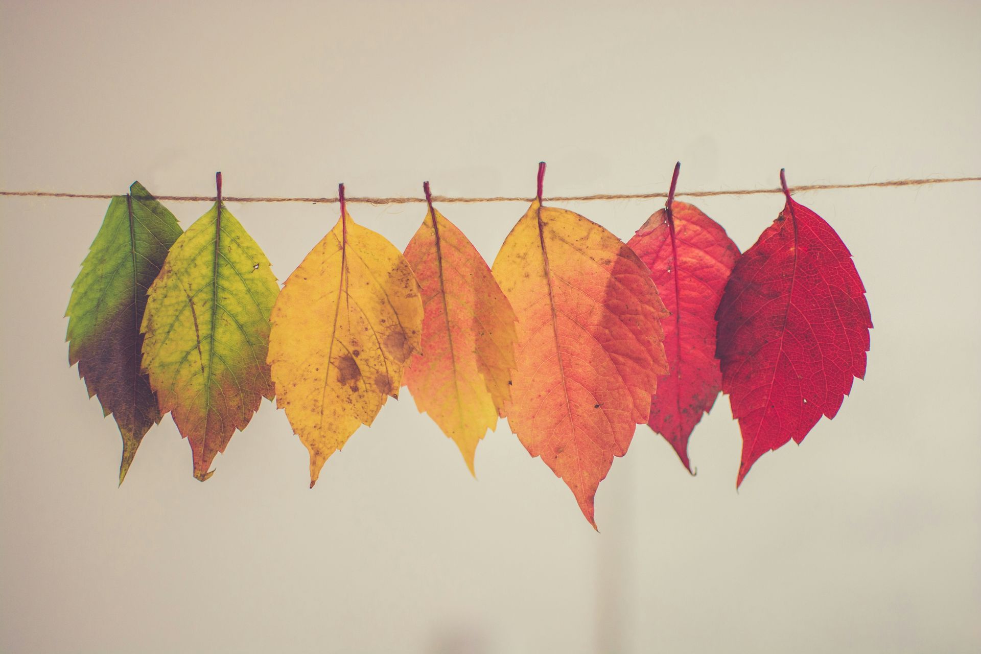 leaves hanging on a line ranging in color from green, yellow, orange, and red. Misconceptions about mental health issues online therapy alaska