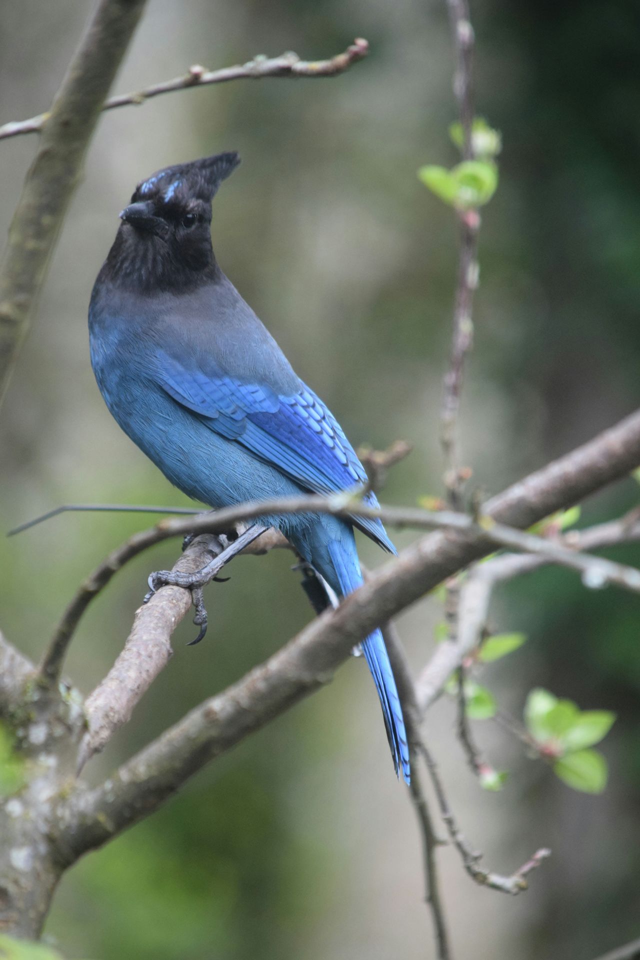 Stellar's Jay on a branch. Stellar Insight Counseling Therapist Online Alaska Rates Insurance