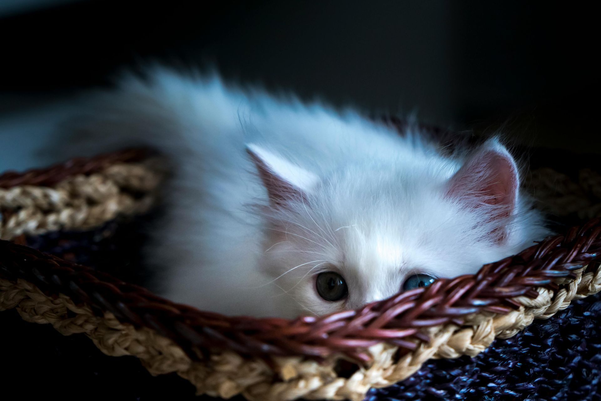 white kitten peeking over a basket. create a self-care kit for managing stress perinatal and postpartum depression anxiety PTSD online counseling appointments