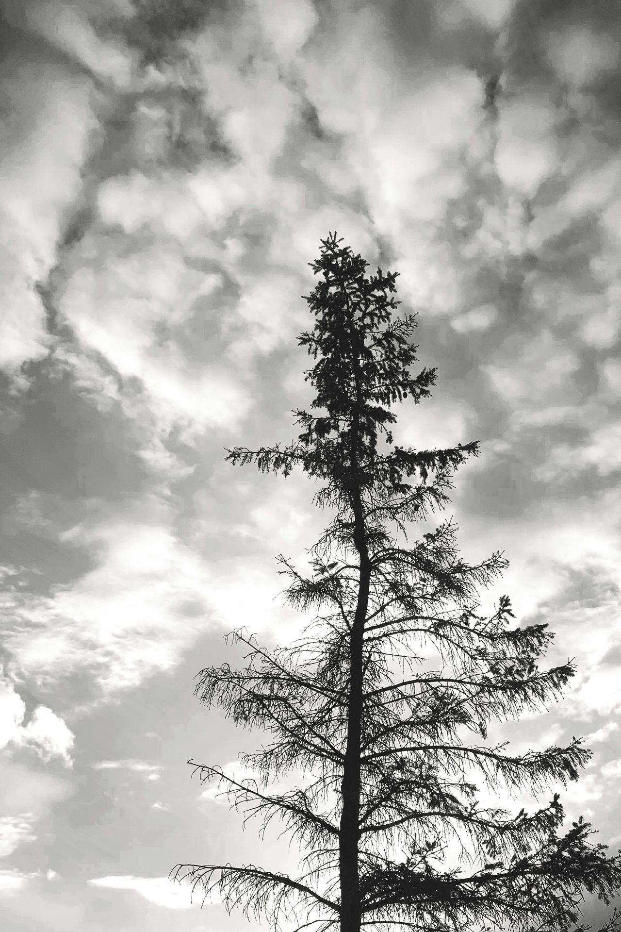 top half of adult spruce tree in black and white photo