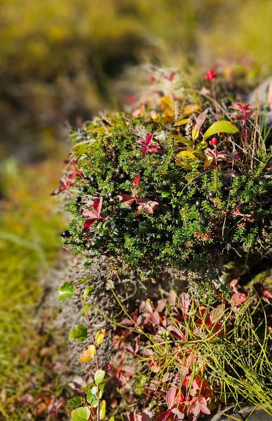 abundant crowberries in a bush, Alaska