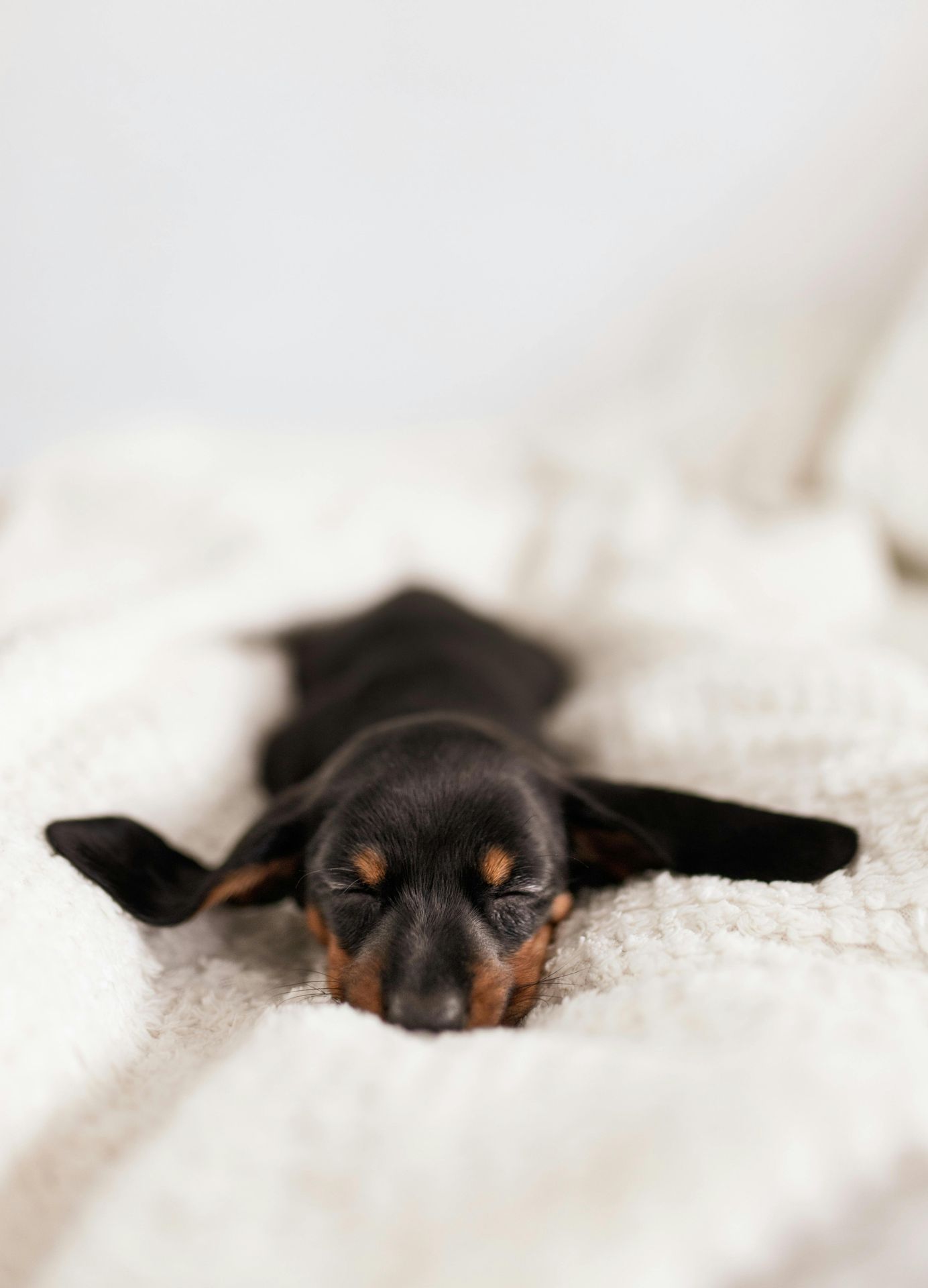 puppy laying asleep; people can have difficulty waking up