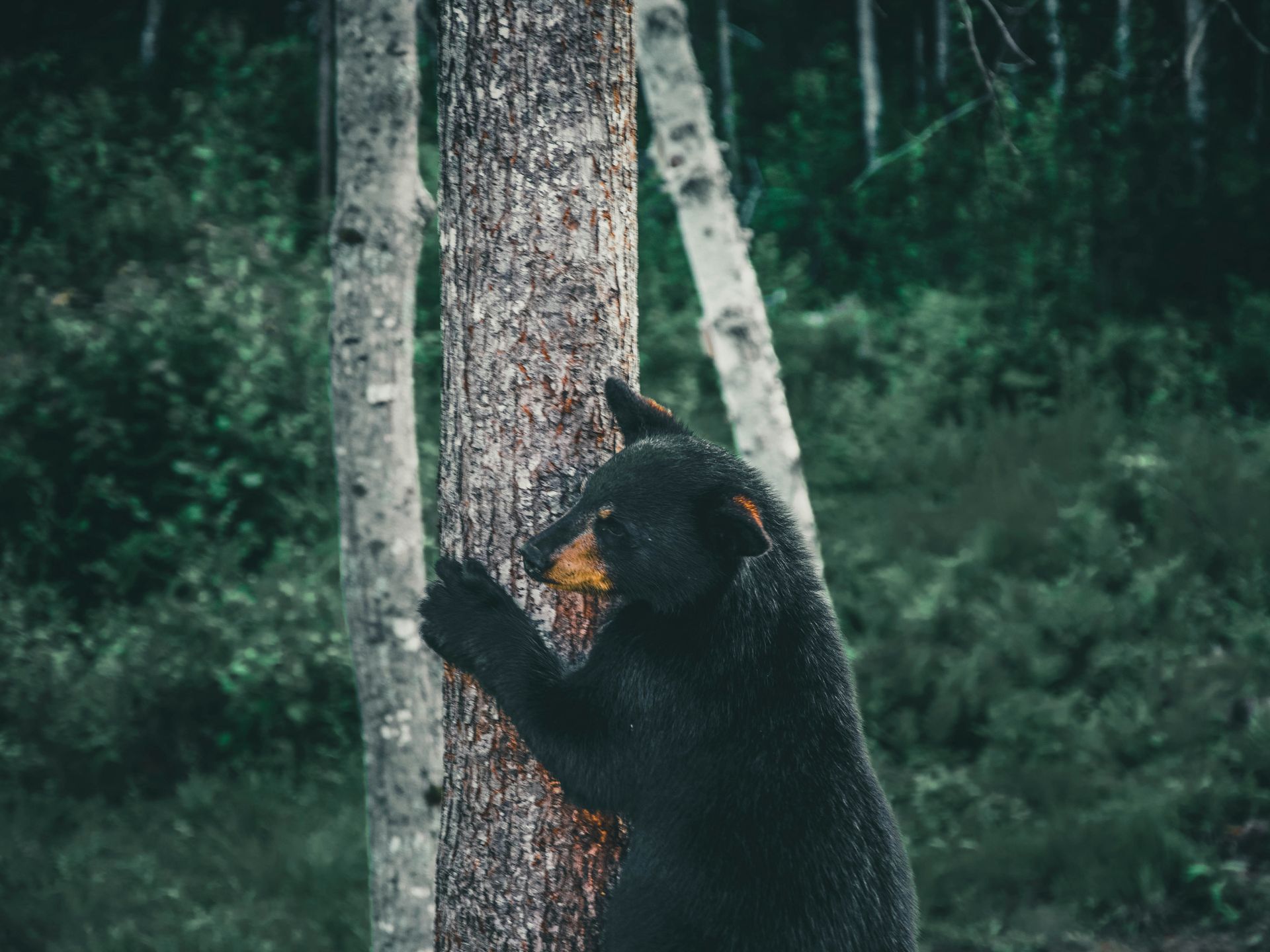 Black bear climbing a tree. coping skills for anxiety and how to manage anxiety; therapist in Alaska