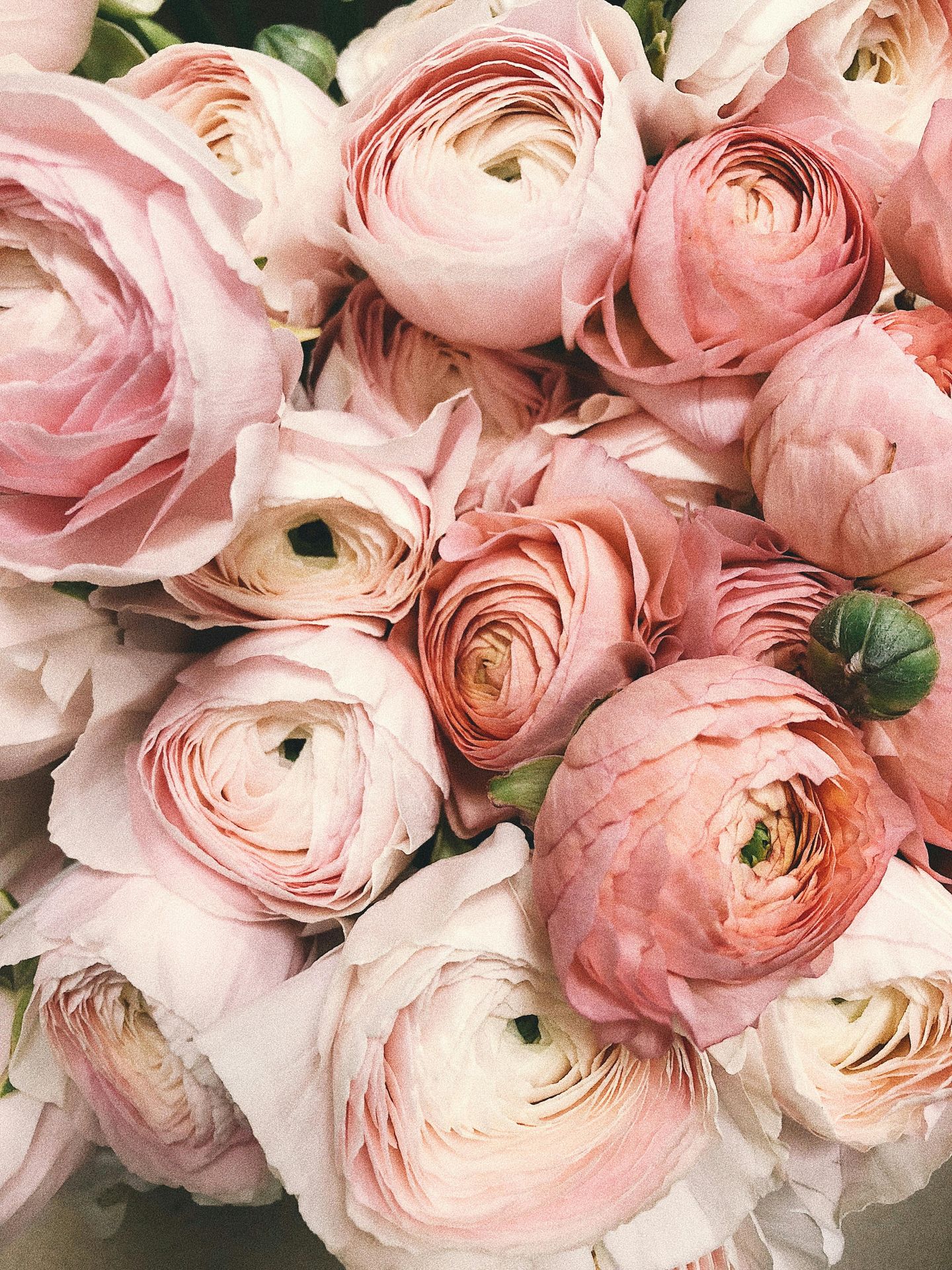 pink peonies. Chronic Illness (Disability) and Spoon Theory | Chronic Disease & Mental Health