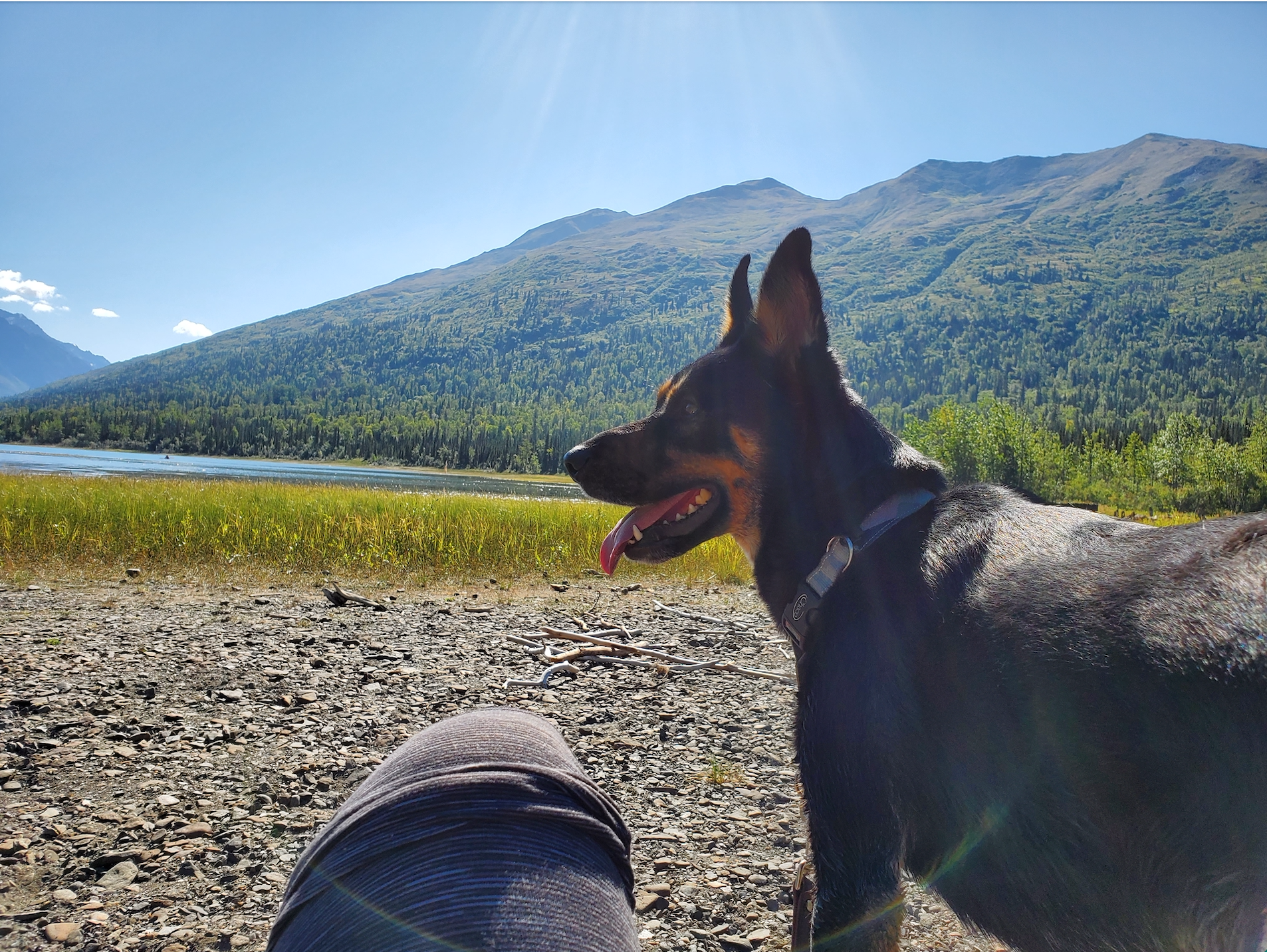 Black German Shepard/ Australian cattle dog looking to the left, behind him is a mountain and lake