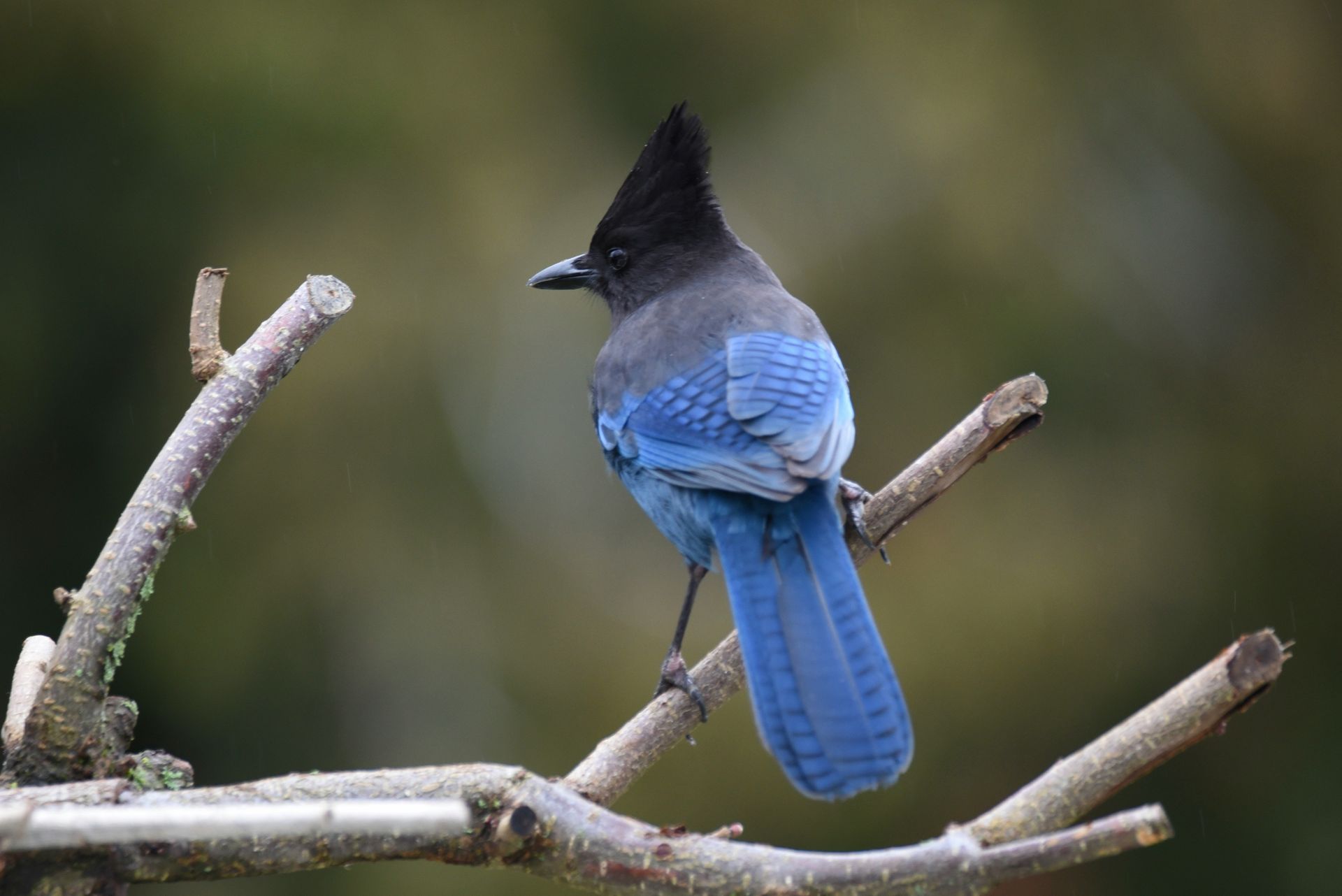 Stellar's Jay looking to the left. Stellar Insight Counseling Services Online In-Person Alaska Therapist