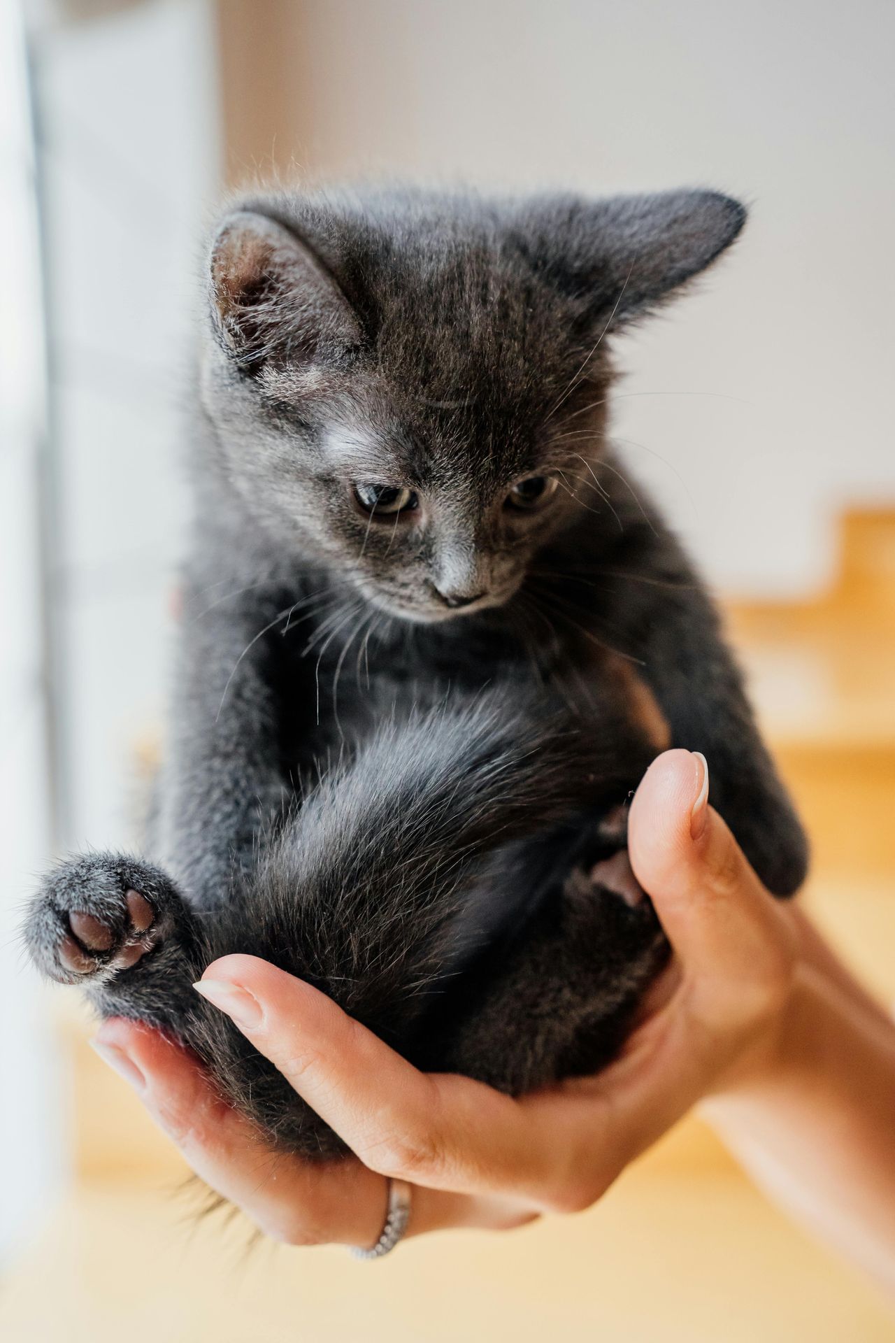 gray kitten held in someones hand. coping skills for anxiety