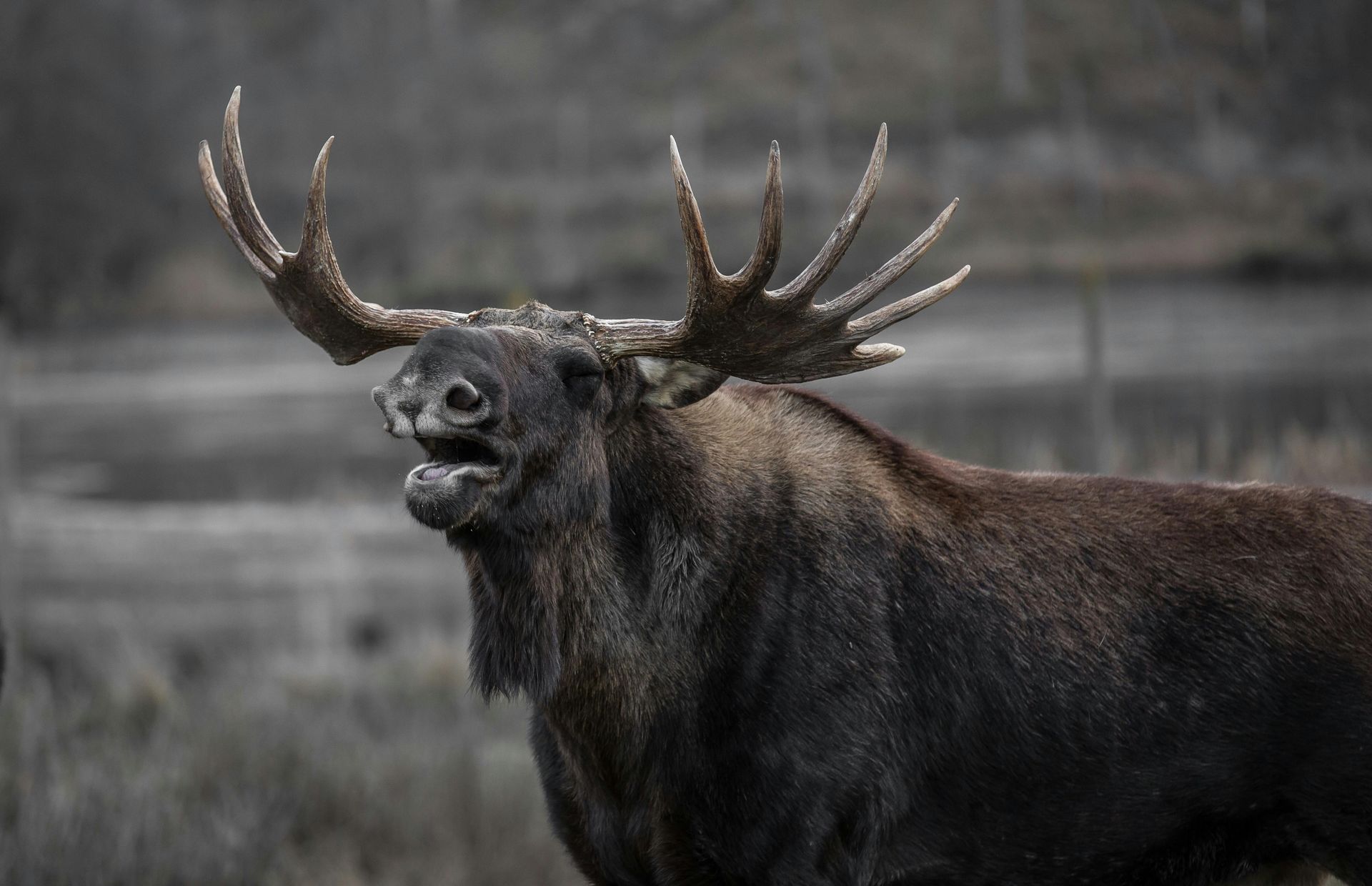 silly -ish picture of a moose bellowing