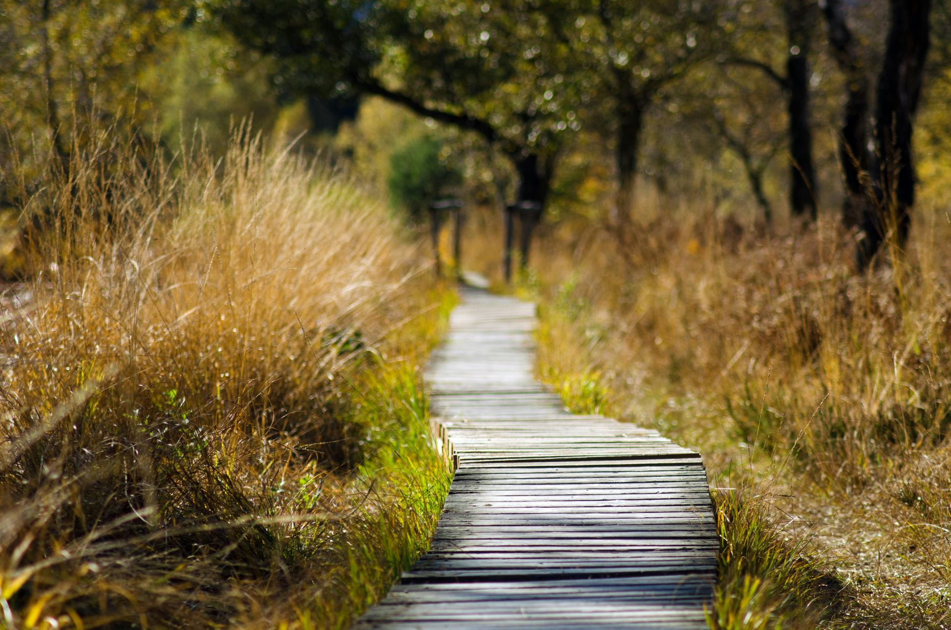 pathway down a nature trail. Habits that improve mental health