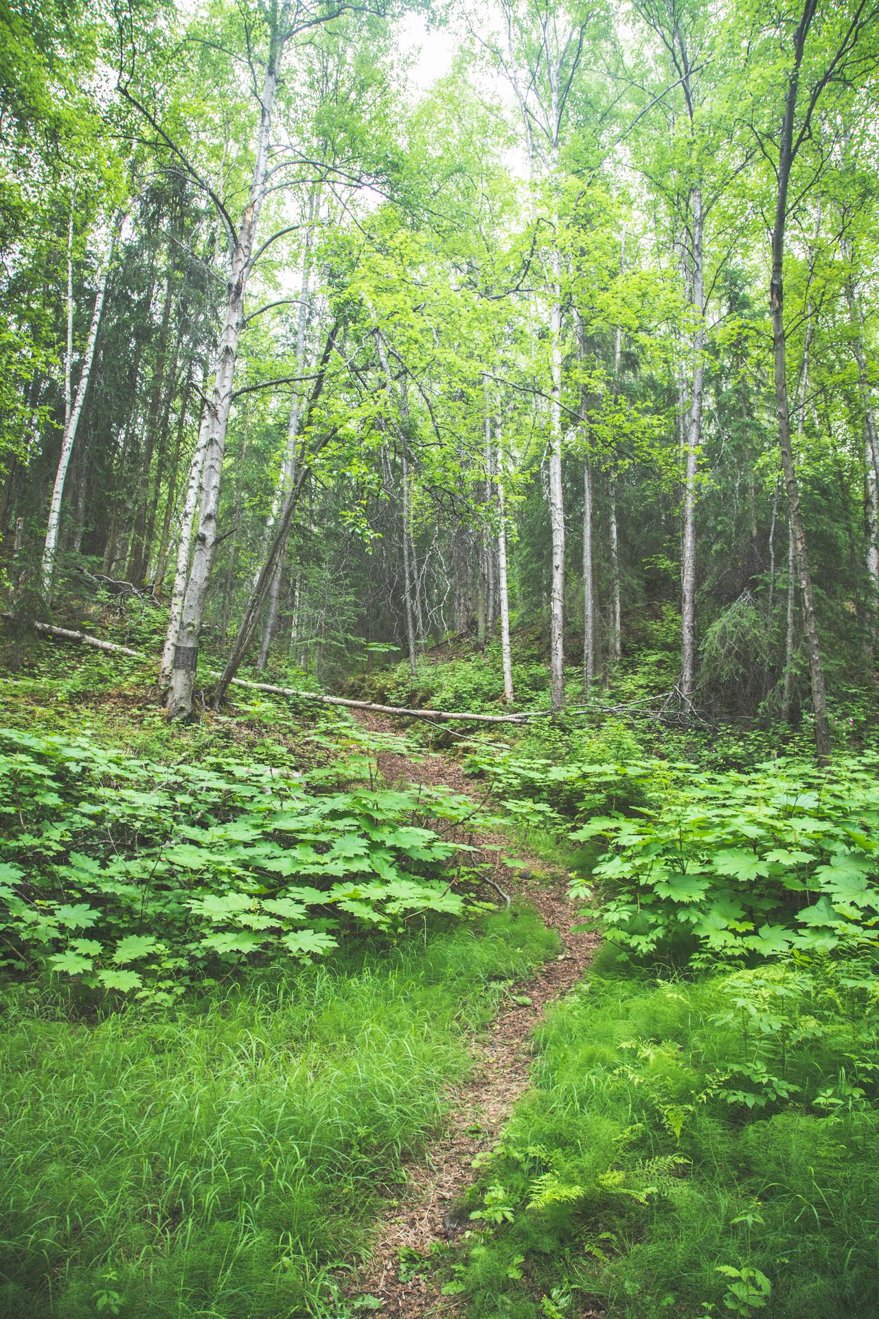 picture a lush green trail lined with birch trees and dappling sunlight. Stellar Insight Counseling