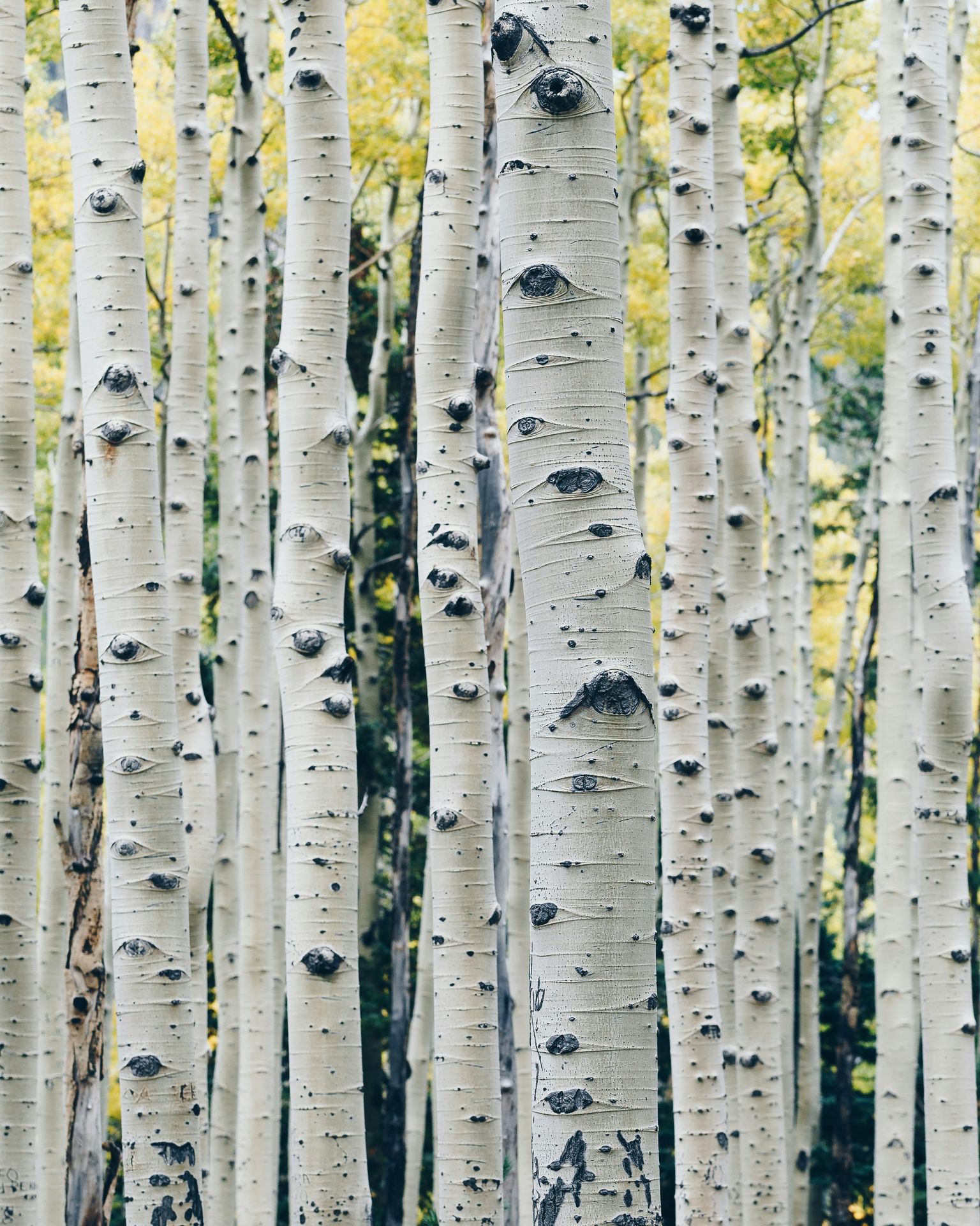 birch trees in a forest. Chronic Illness (Disability) and Spoon Theory | Chronic Disease & Mental Health