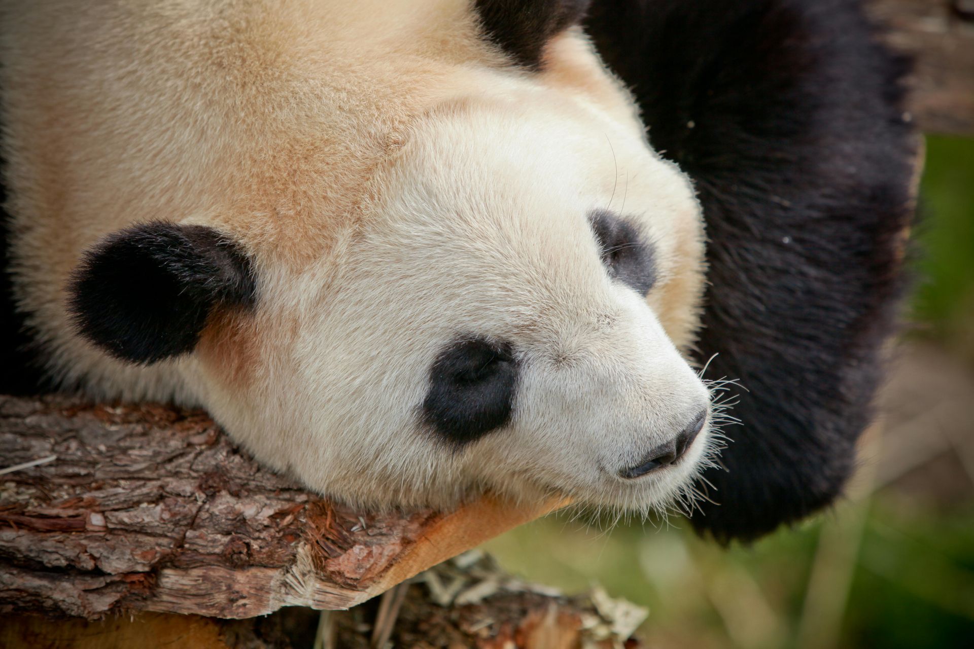 Panda sleeping on a branch. 45 regulation activities that boost well-being