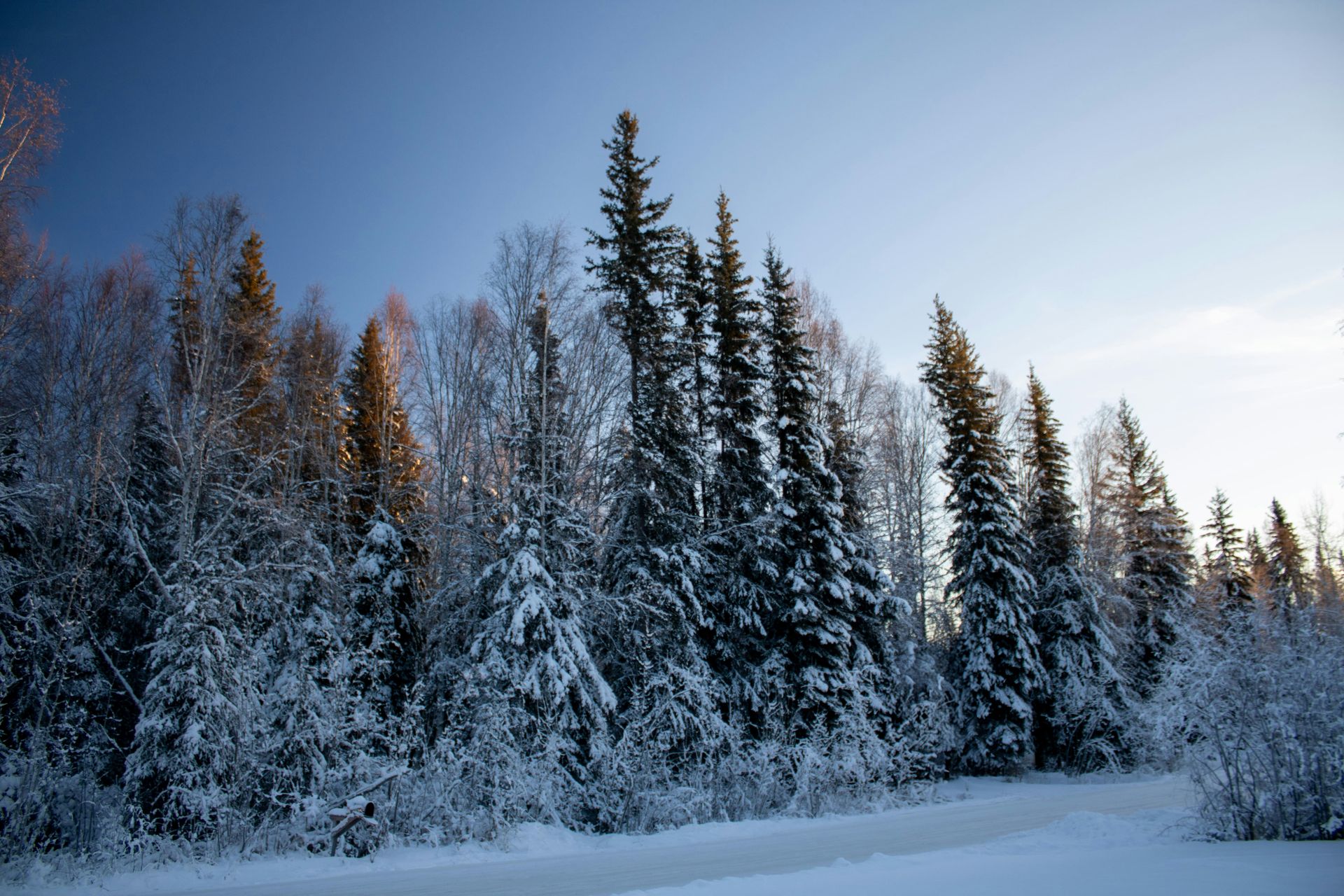 trees in snow winter in Alaska 6 coping skills for depression adult regulation activities