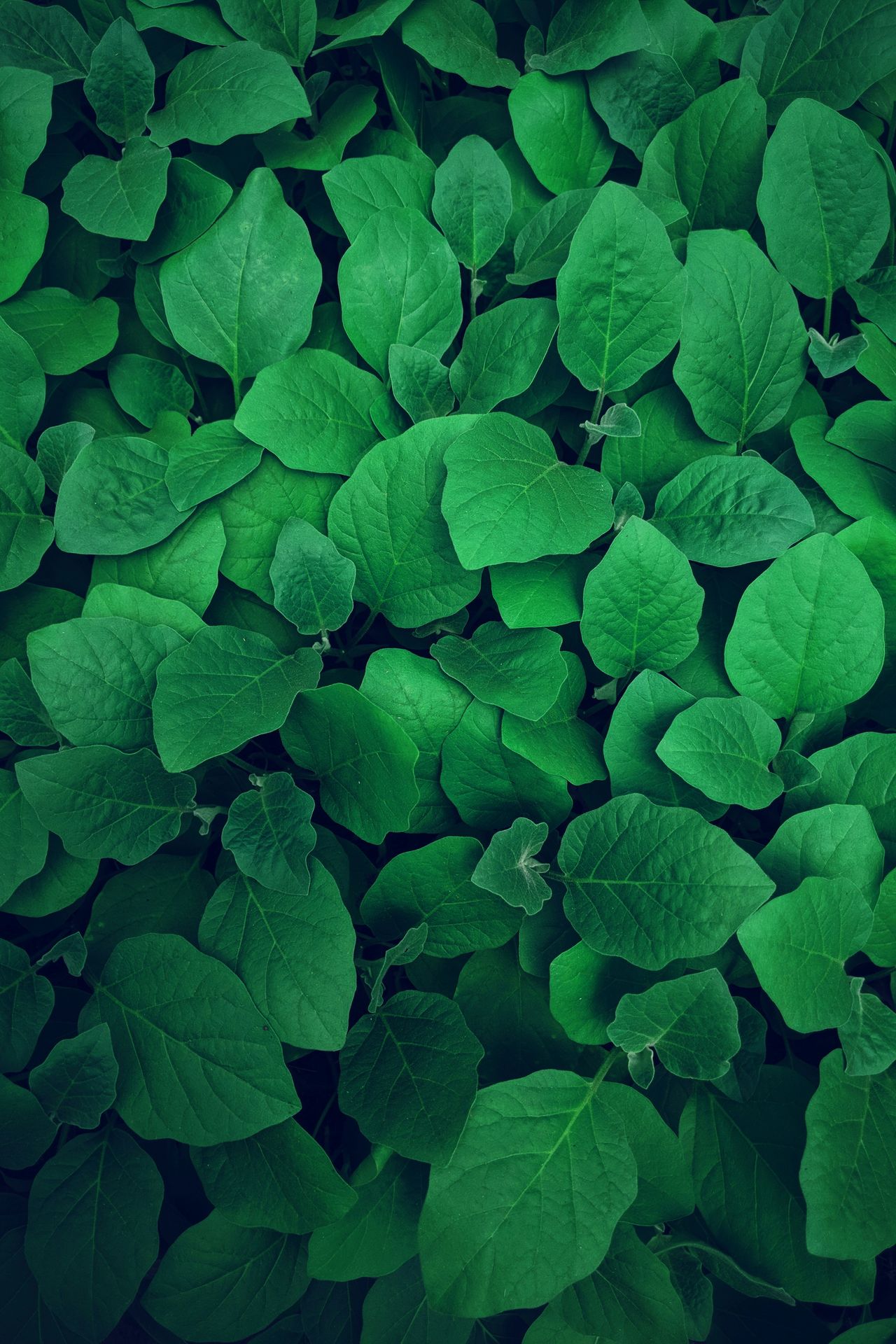 banner image