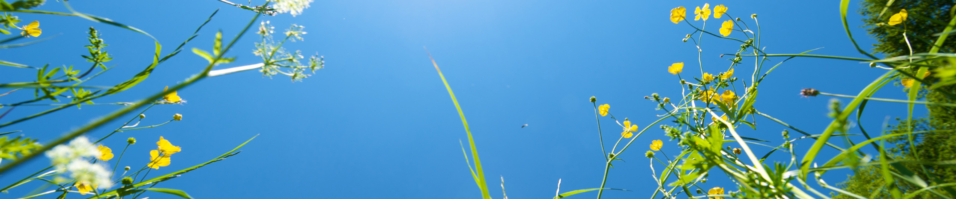 banner image