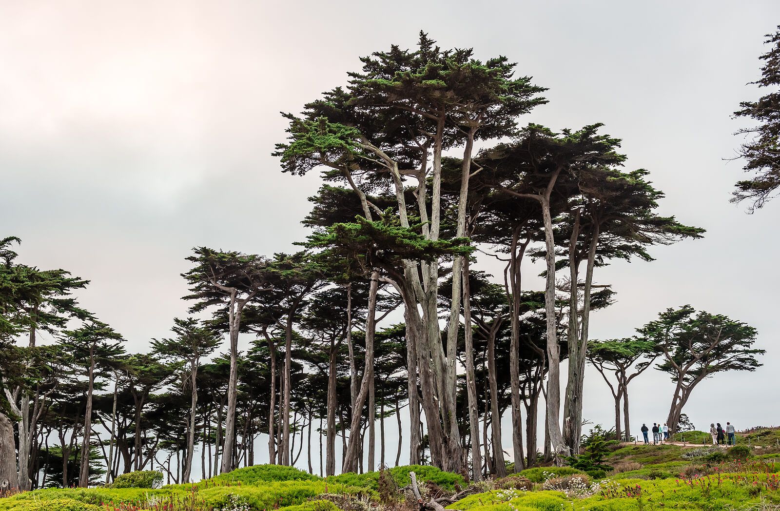 Tall trees at Lands End in California | bereavement counseling in san francisco, ca | grief therapy san Francisco | grief counseling san francisco, ca | 94609 | 94061 | 94941