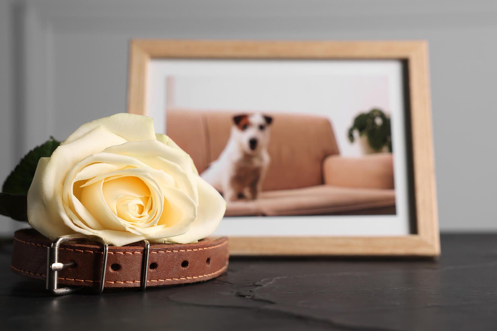 A collar & yellow rose resting by a framed photo of a dog | grief counselor san francisco | grief counseling san francisco, ca | grief therapy in san francisco, ca |  94608 | 94609 | 94061