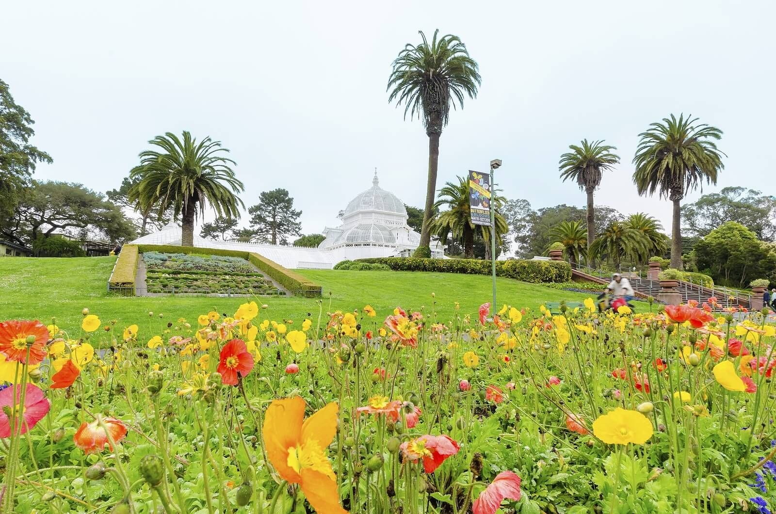 Flowers at the Gold Gate Park | vbereavement counseling in san francisco, ca | grief therapy san Francisco | grief counseling san francisco, ca | 94609 | 94061 | 94941