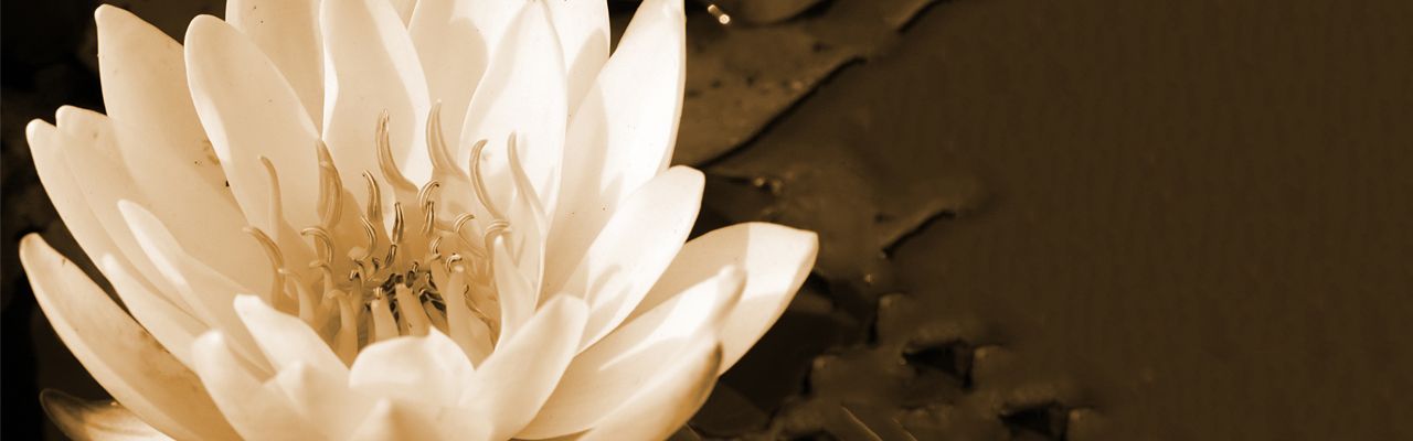 banner image