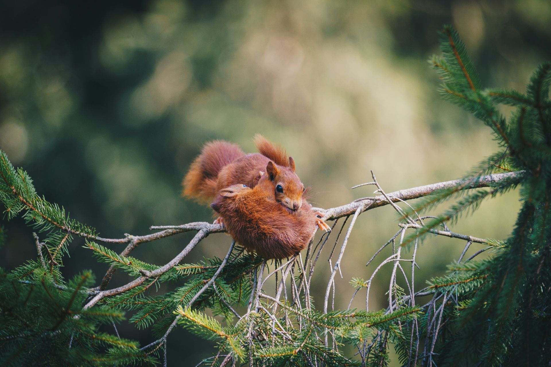 Perinatal Mental Health 