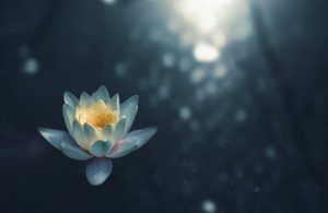 lotus flower representing no more anxious thoughts after ACT therapy, Acceptance and Commitment Therapy (ACT) for Anxiety blog, counseling center at cinco ranch, katy texas, fulshear texas, 77494, 77441
