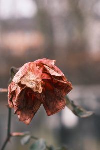 Stages of grief and seeking therapy in Katy and Fulshear Texas