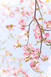 tree blossoming in the spring time that represents clear mental health and new healthy habits