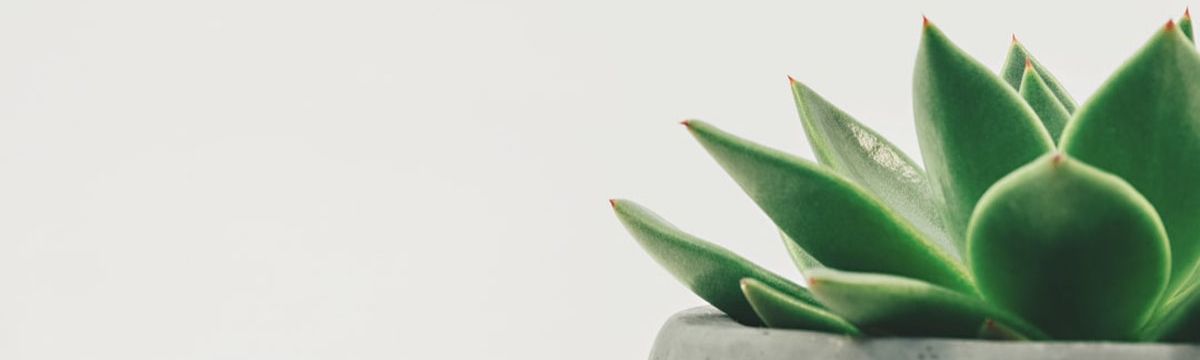 banner image