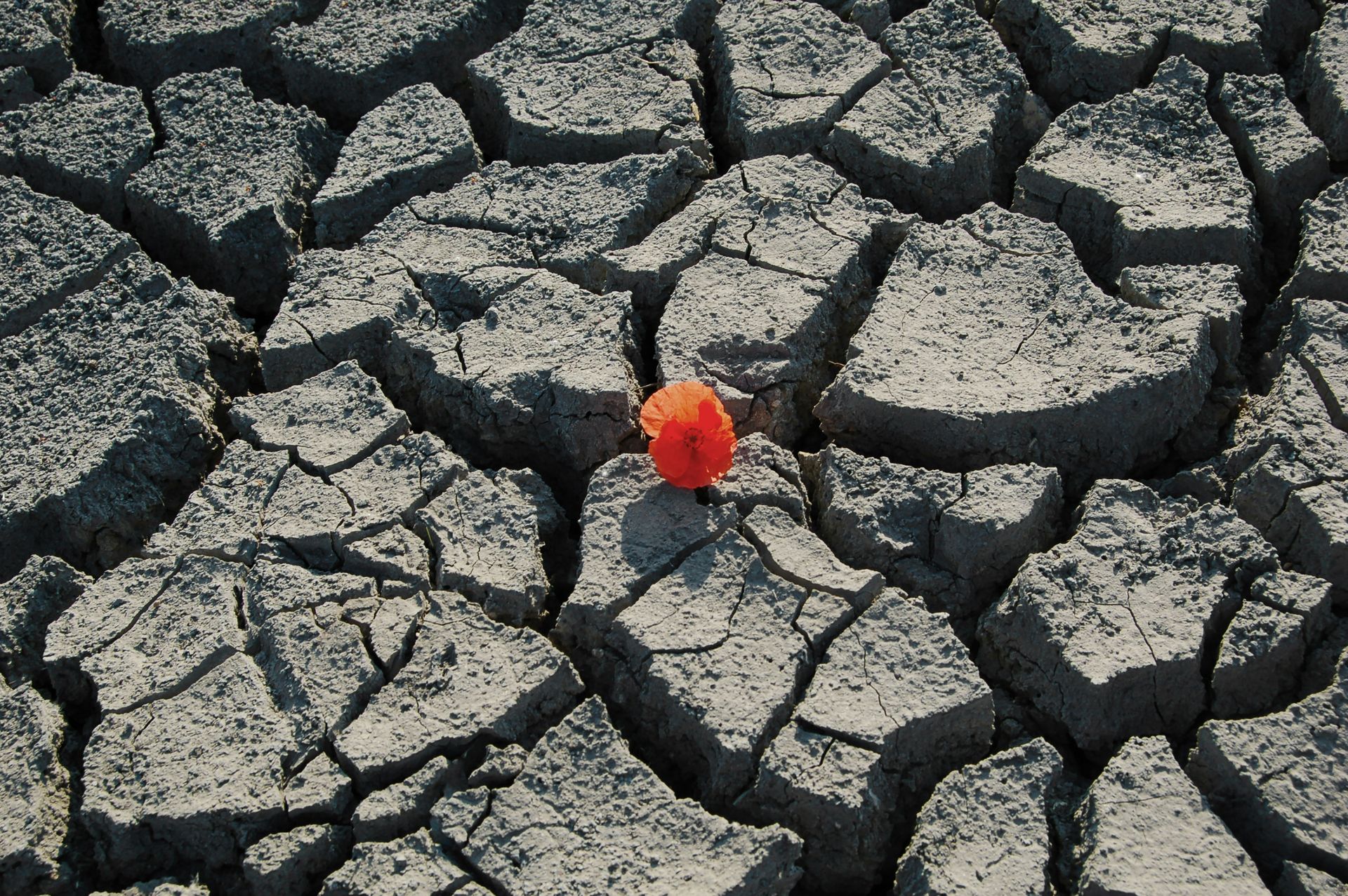 The Power of Resilience: Reclaiming Your Life After Trauma