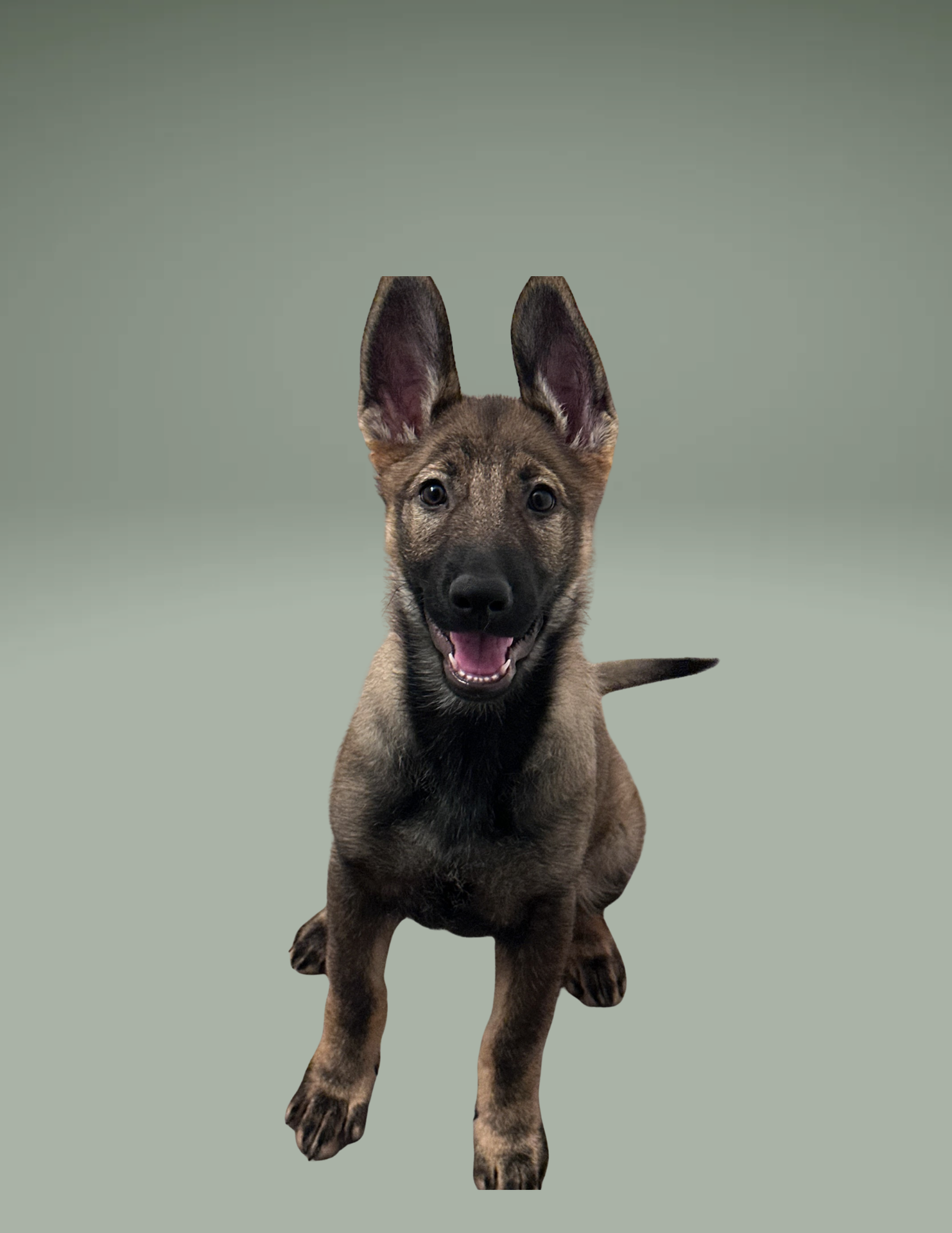 Judy | Emotional Support Dog