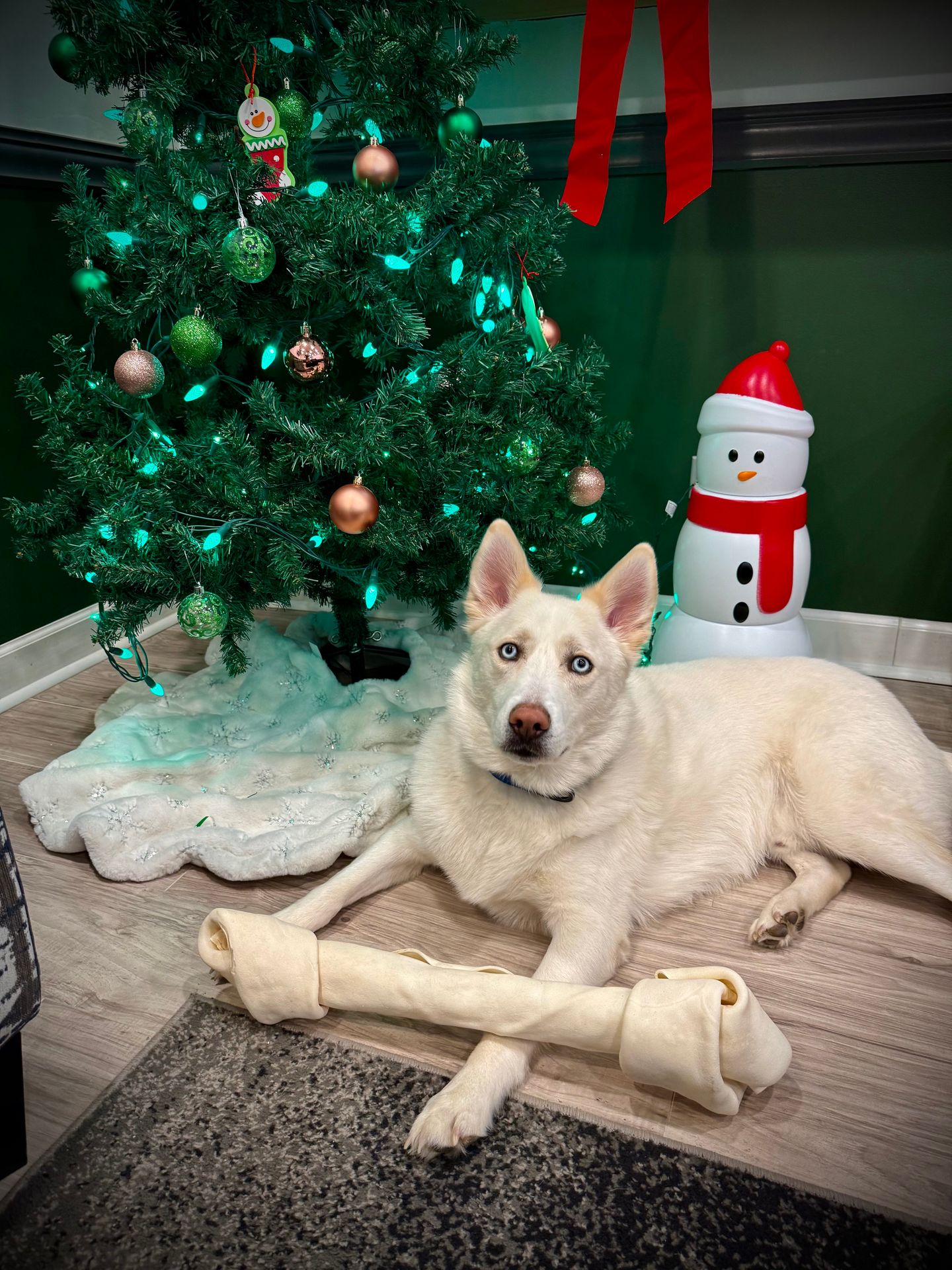 George Graham, Therapy Dog