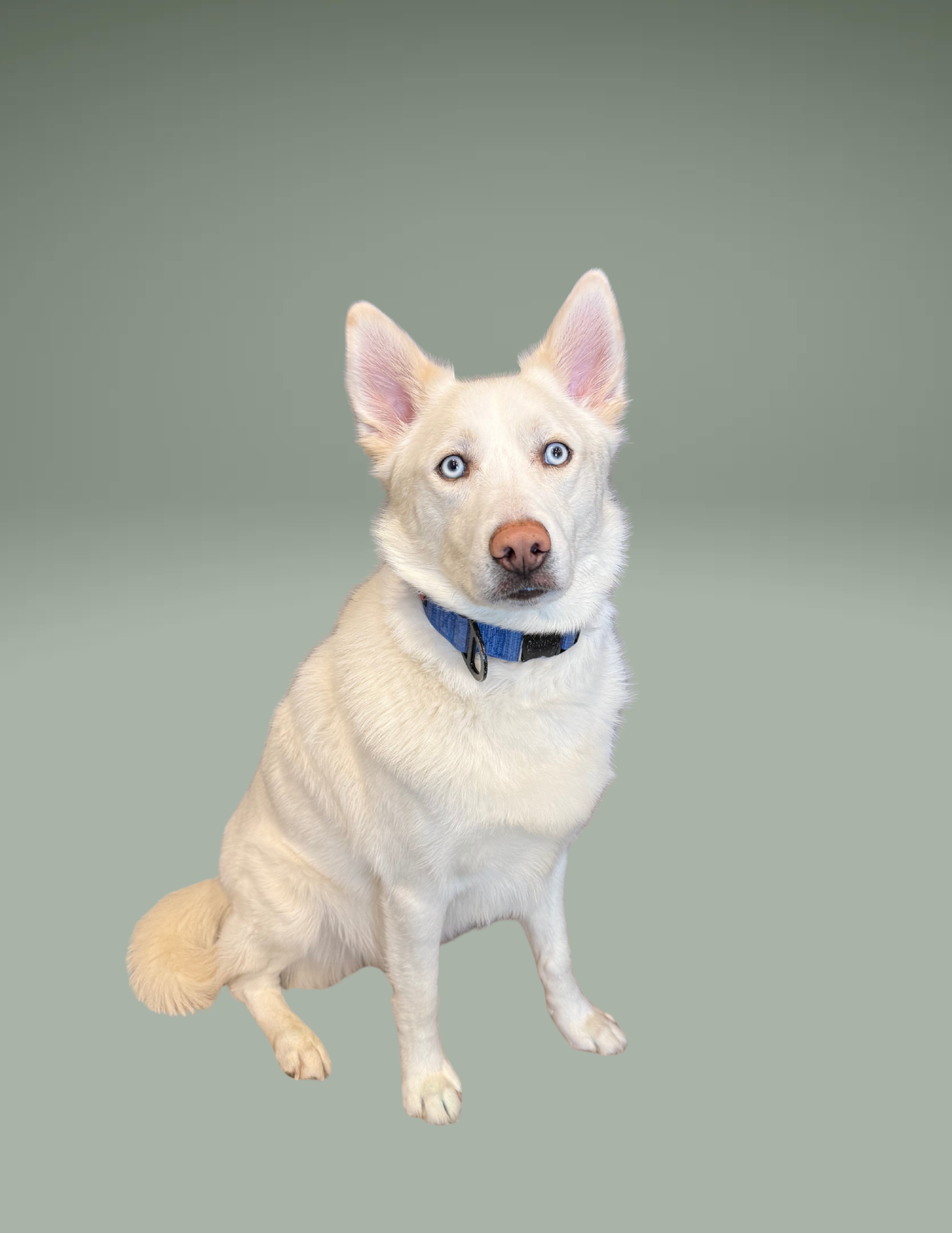 George Graham, Therapy Dog