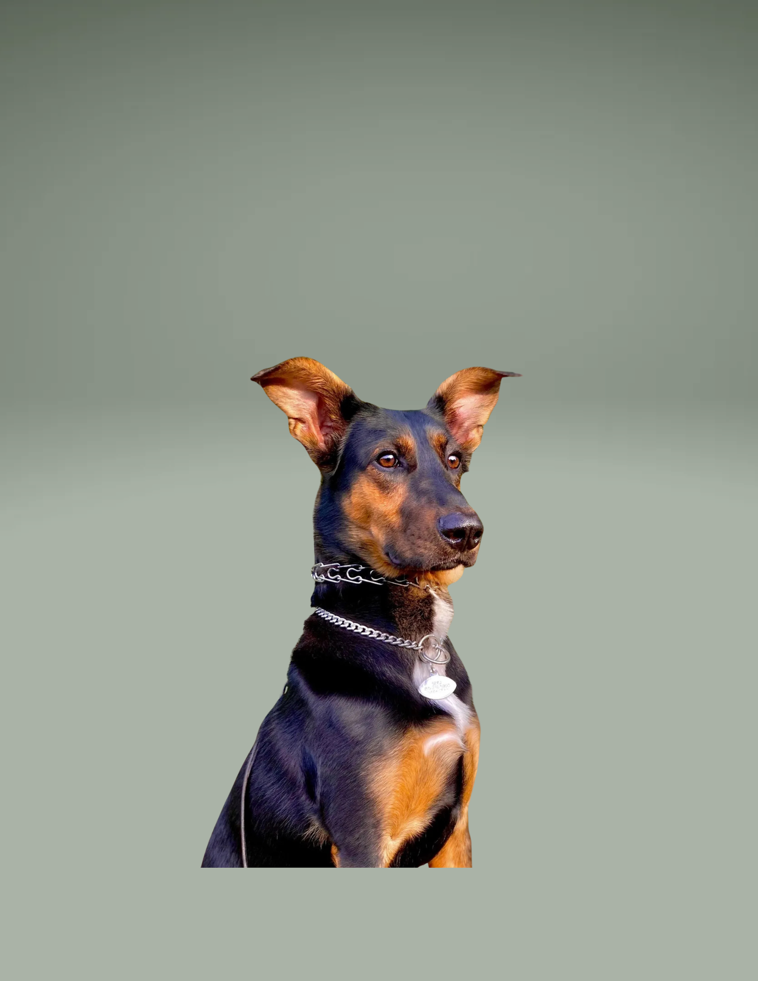 Serj, Therapy Dog