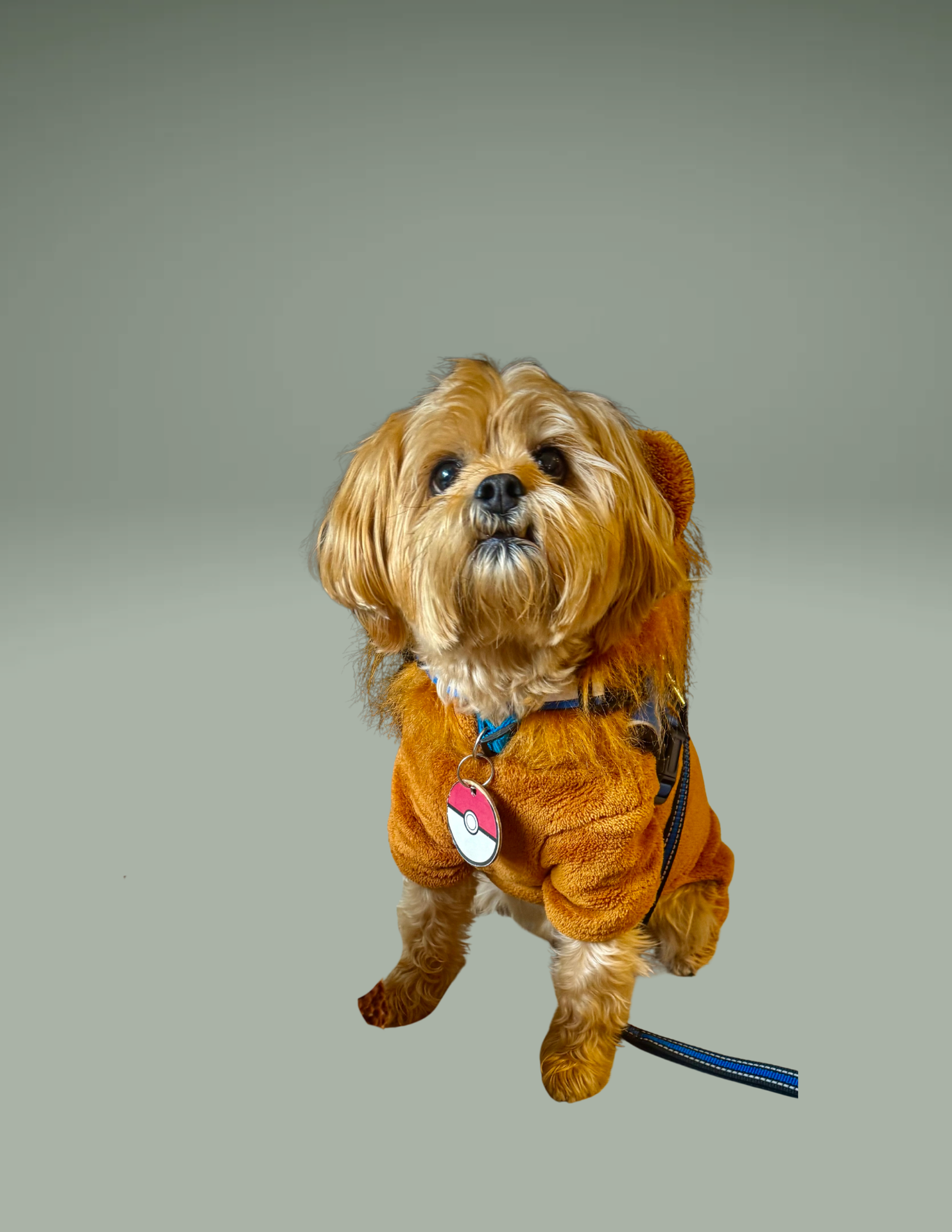 Roscoe | Emotional Support Animal