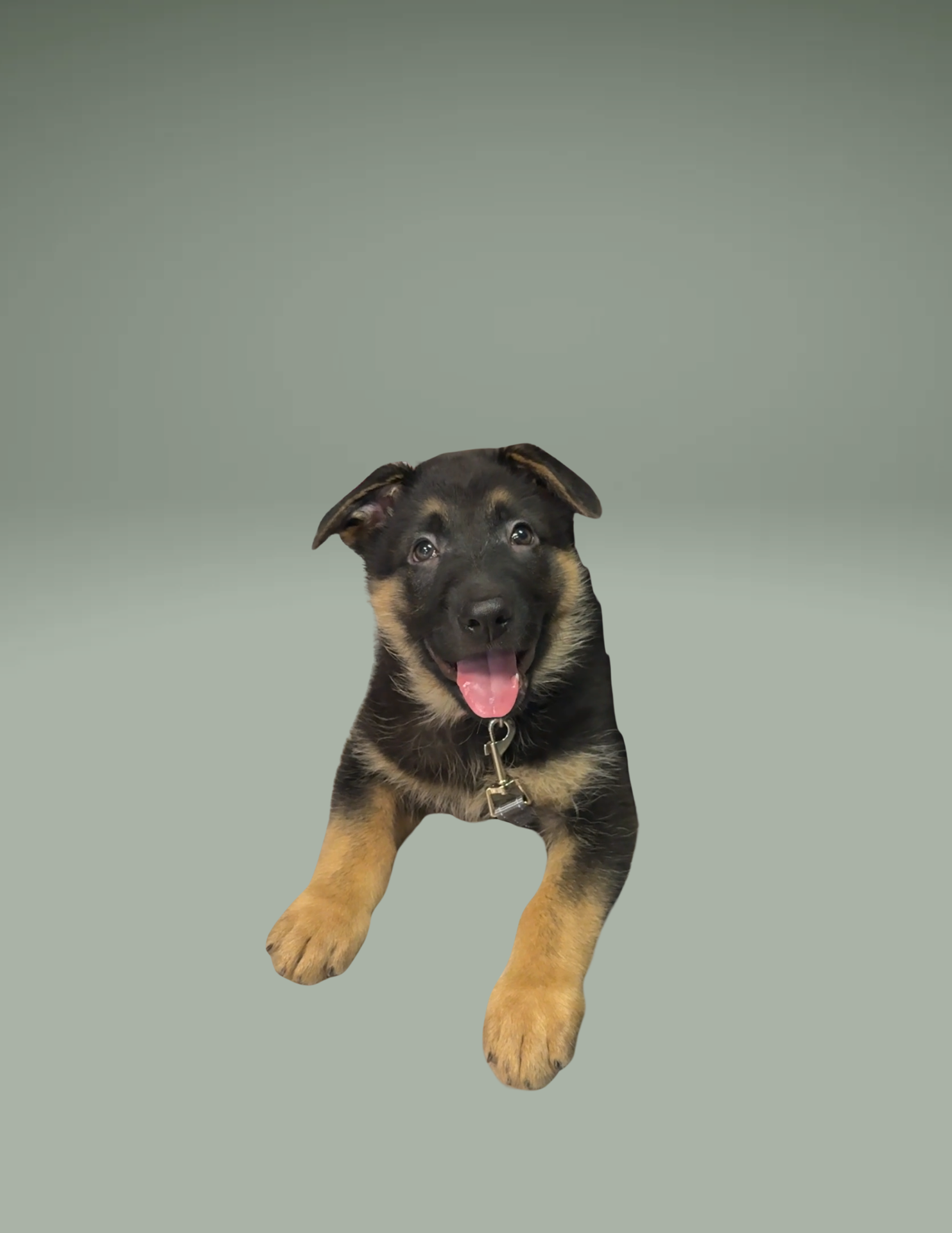 Mystique | Emotional Support Dog