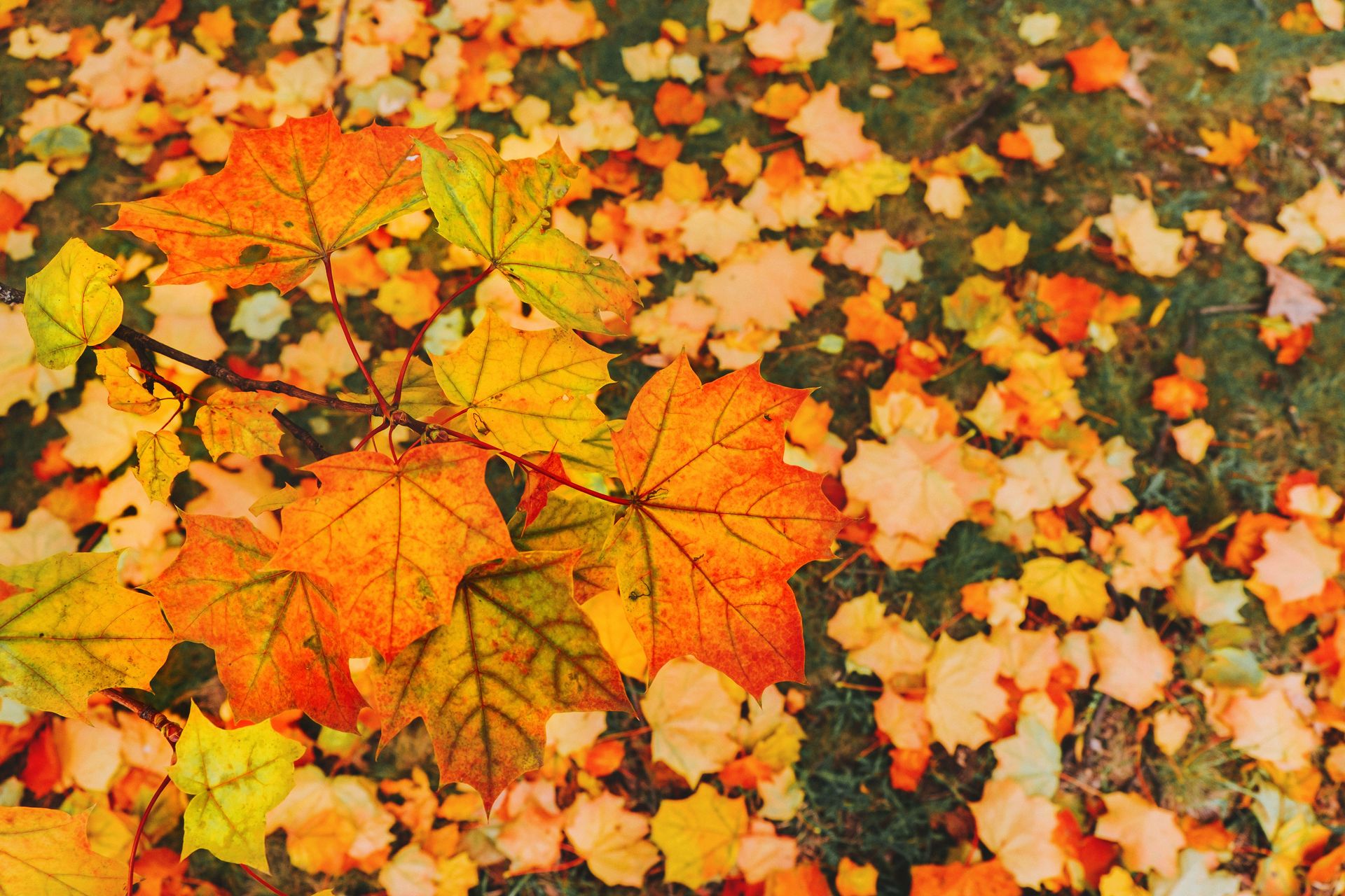 Falling Into Connection: A Neurodiversity-Affirming Guide to Social Skills for All Ages