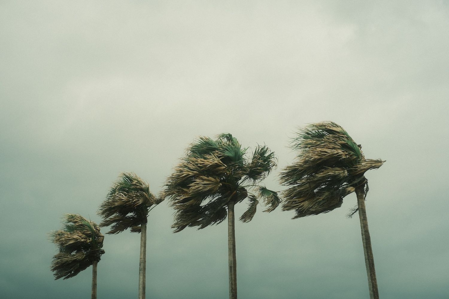 Tall palm trees bend and thrash under gray skies as hurricane-force winds move through. Scenes like this are familiar across South Florida, where EMDR therapy in Palm Beach County, FL supports those shaken by severe weather. Trauma therapy in Delray Beach and EMDR in Palm Beach County, FL help residents recover from storm-related distress.